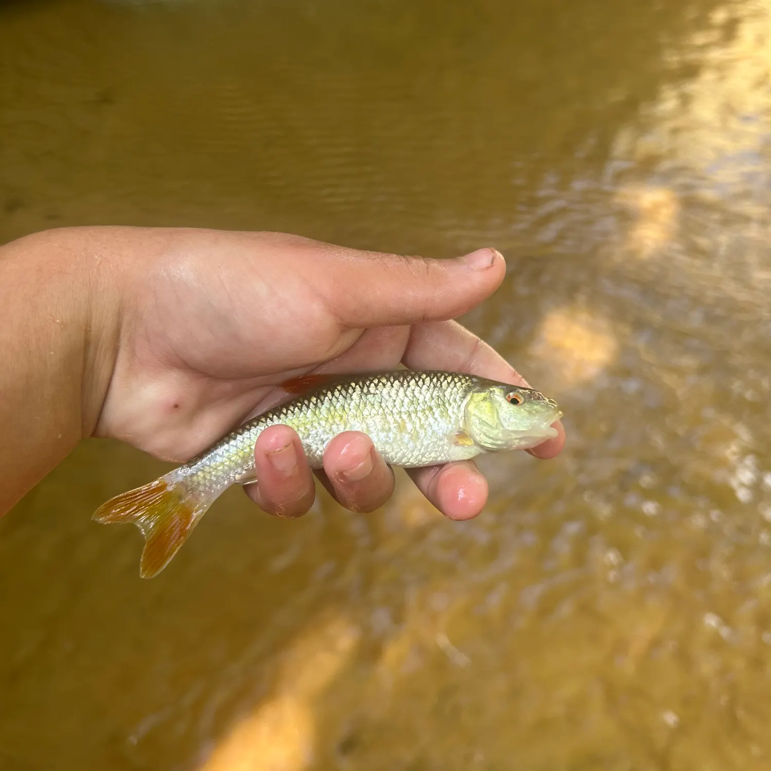 The most recent Redtail chub catches on Fishbrain