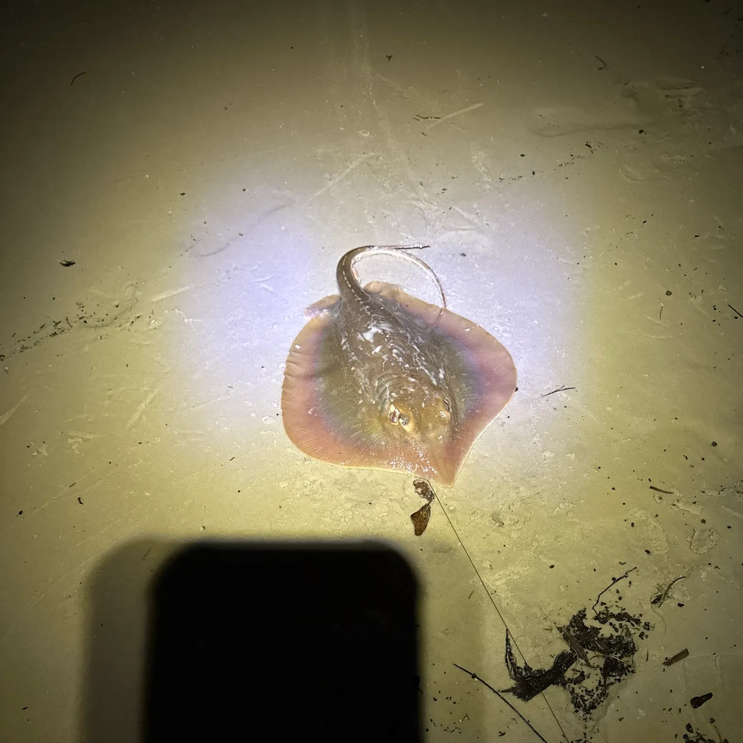 The most recent Atlantic stingray catches on Fishbrain