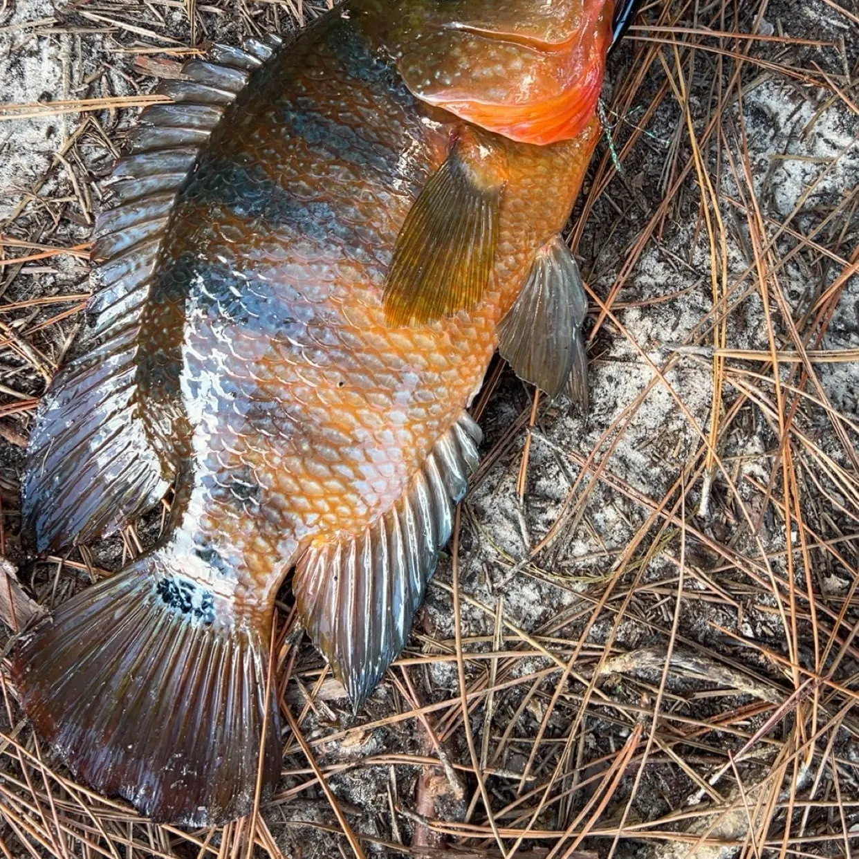 Mayan cichlid caught on Fishbrain