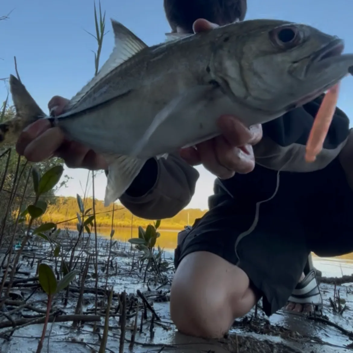 The most recent Bigeye trevally catches on Fishbrain