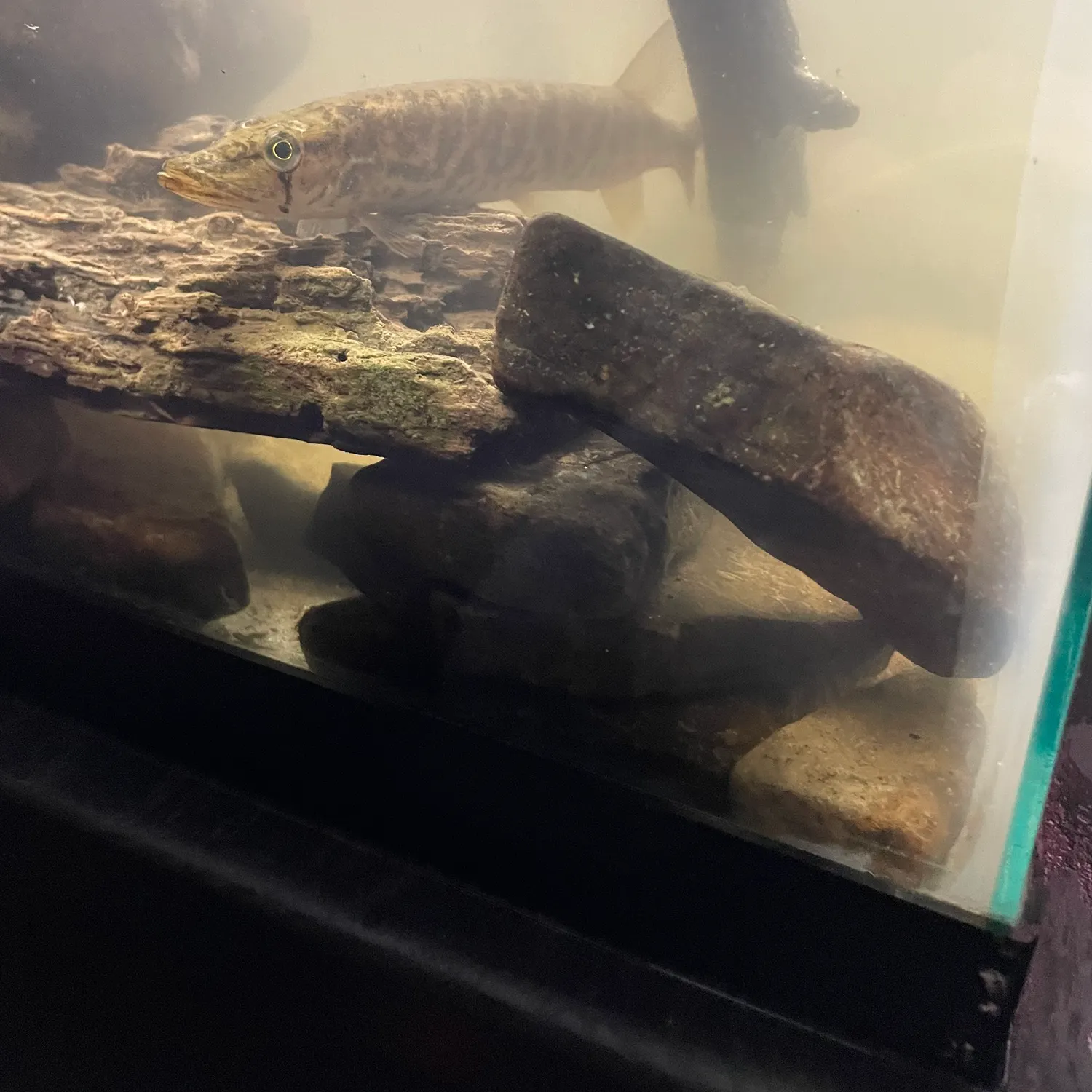 Grass pickerel caught on Fishbrain