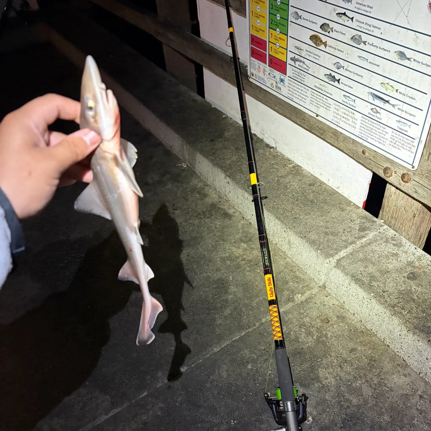 Grey smooth-hound caught on Fishbrain