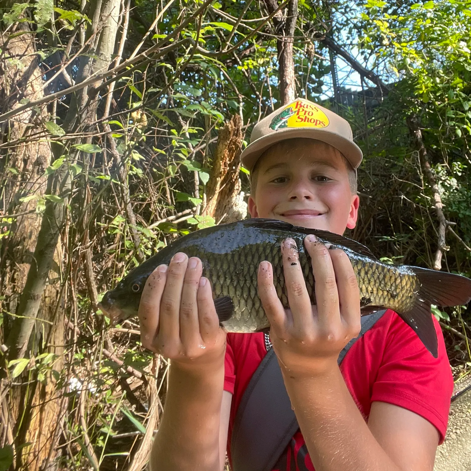 Common carp caught on Fishbrain