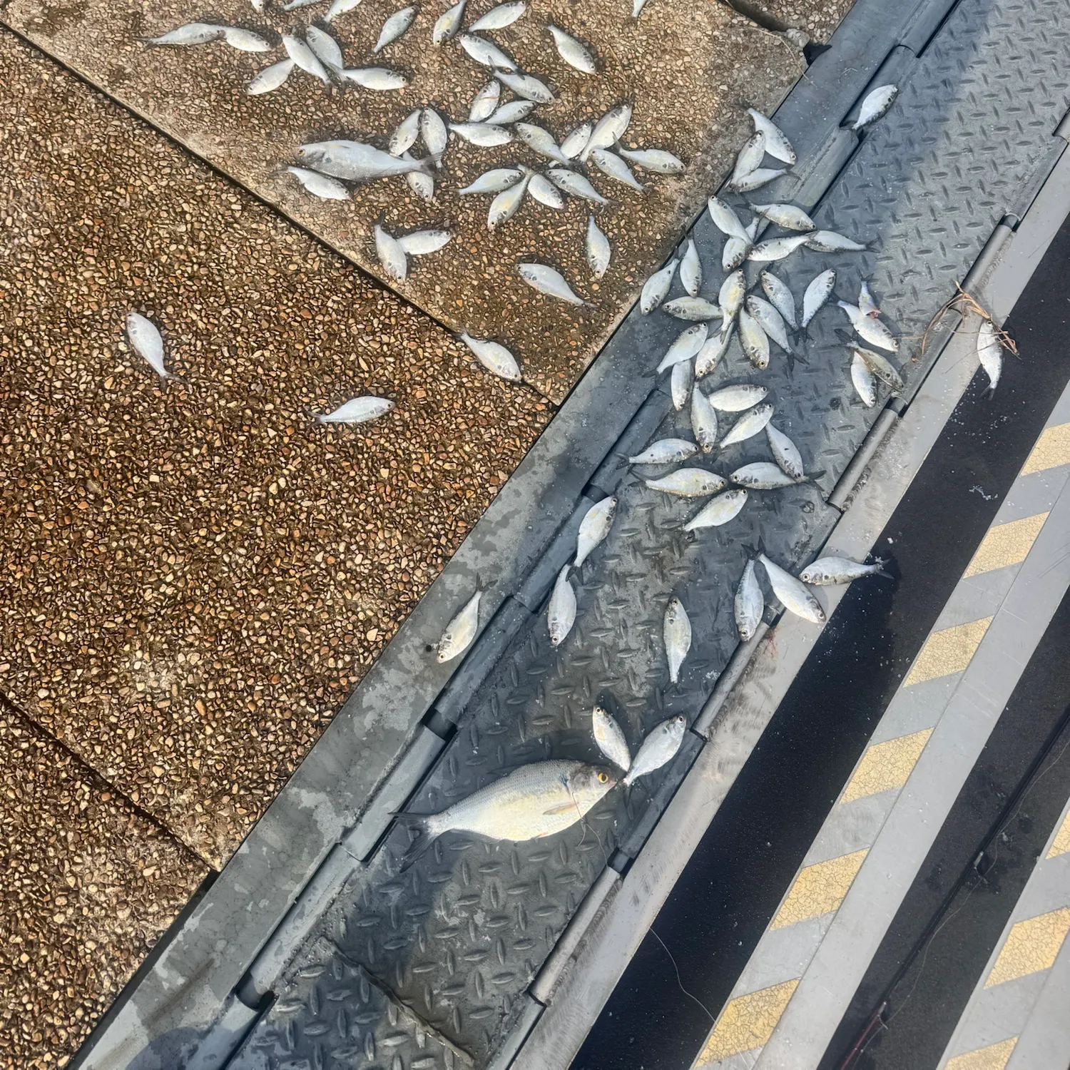 American gizzard shad caught on Fishbrain
