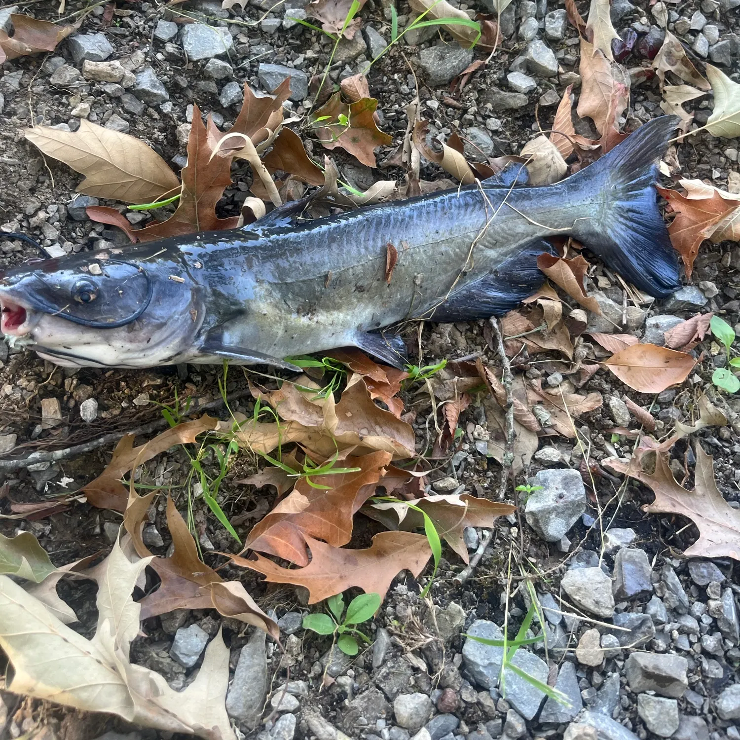 Channel catfish caught on Fishbrain