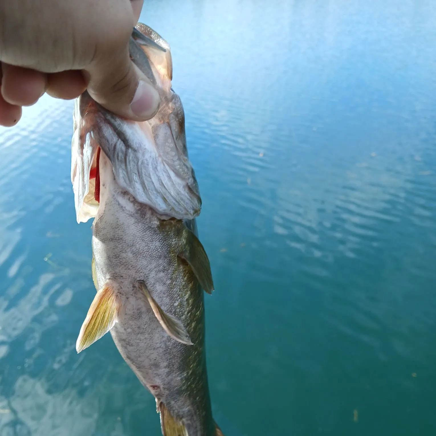 Smallmouth bass caught on Fishbrain