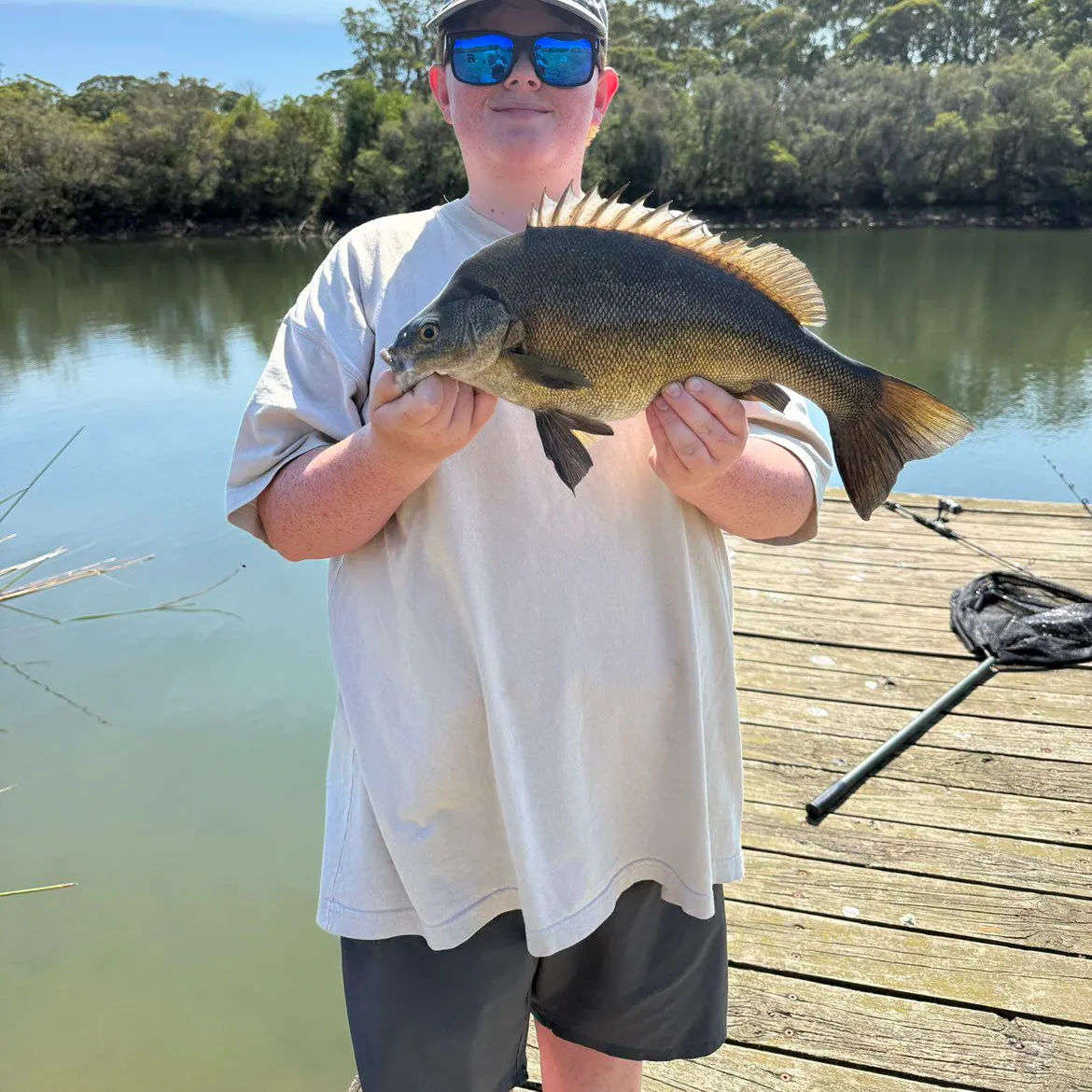 The most recent Bidyan perch catches on Fishbrain