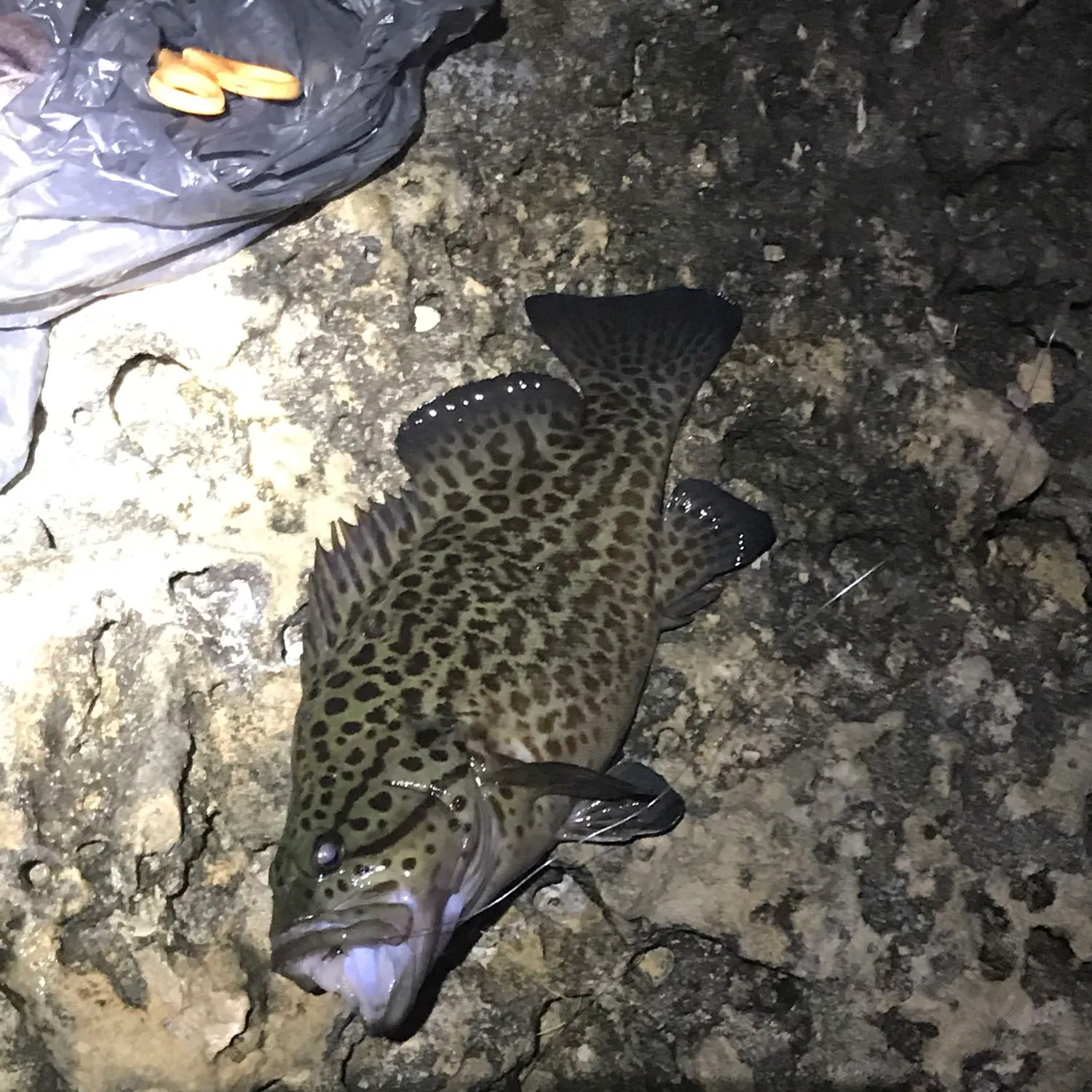 Leopard wirrah caught on Fishbrain