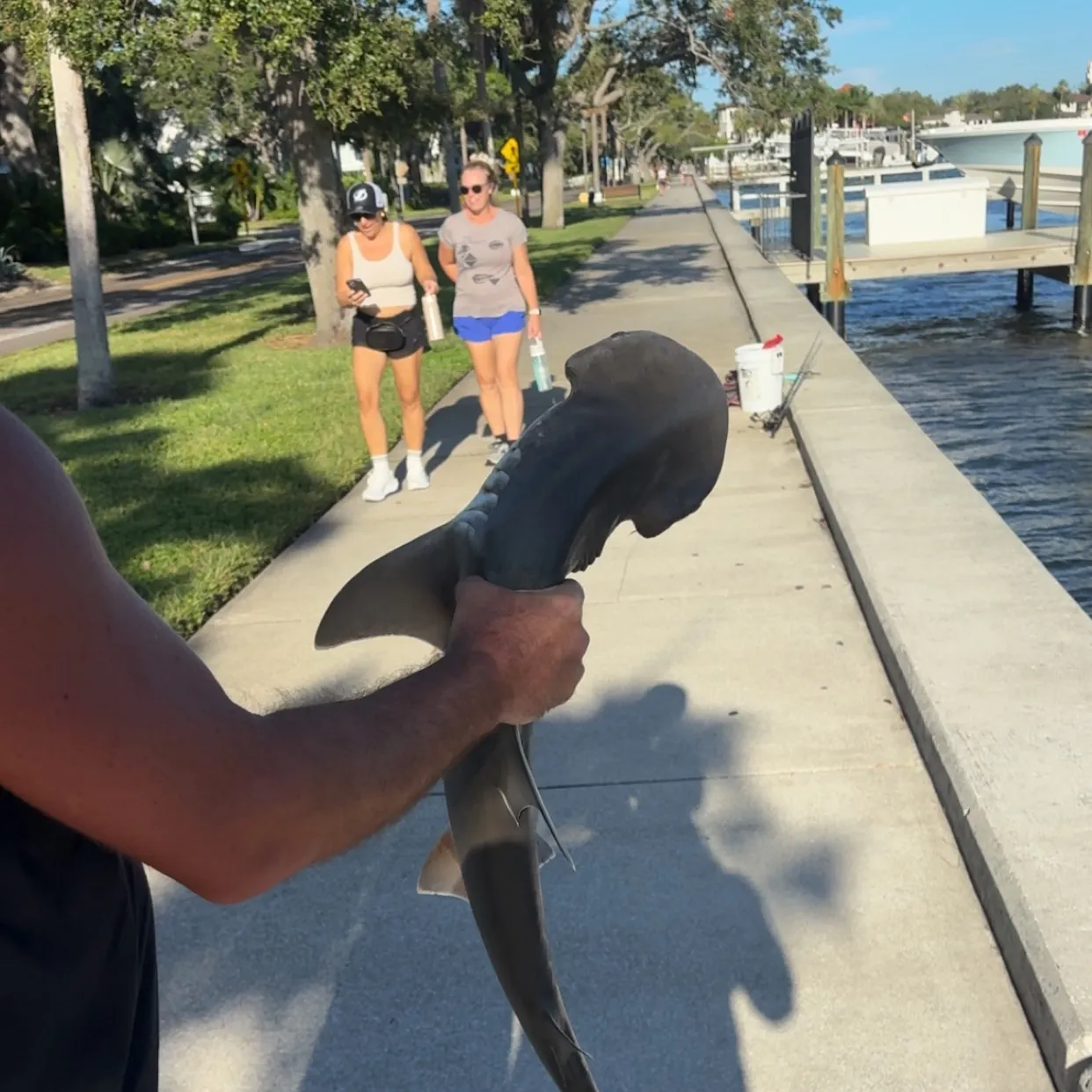 Bonnethead shark caught on Fishbrain