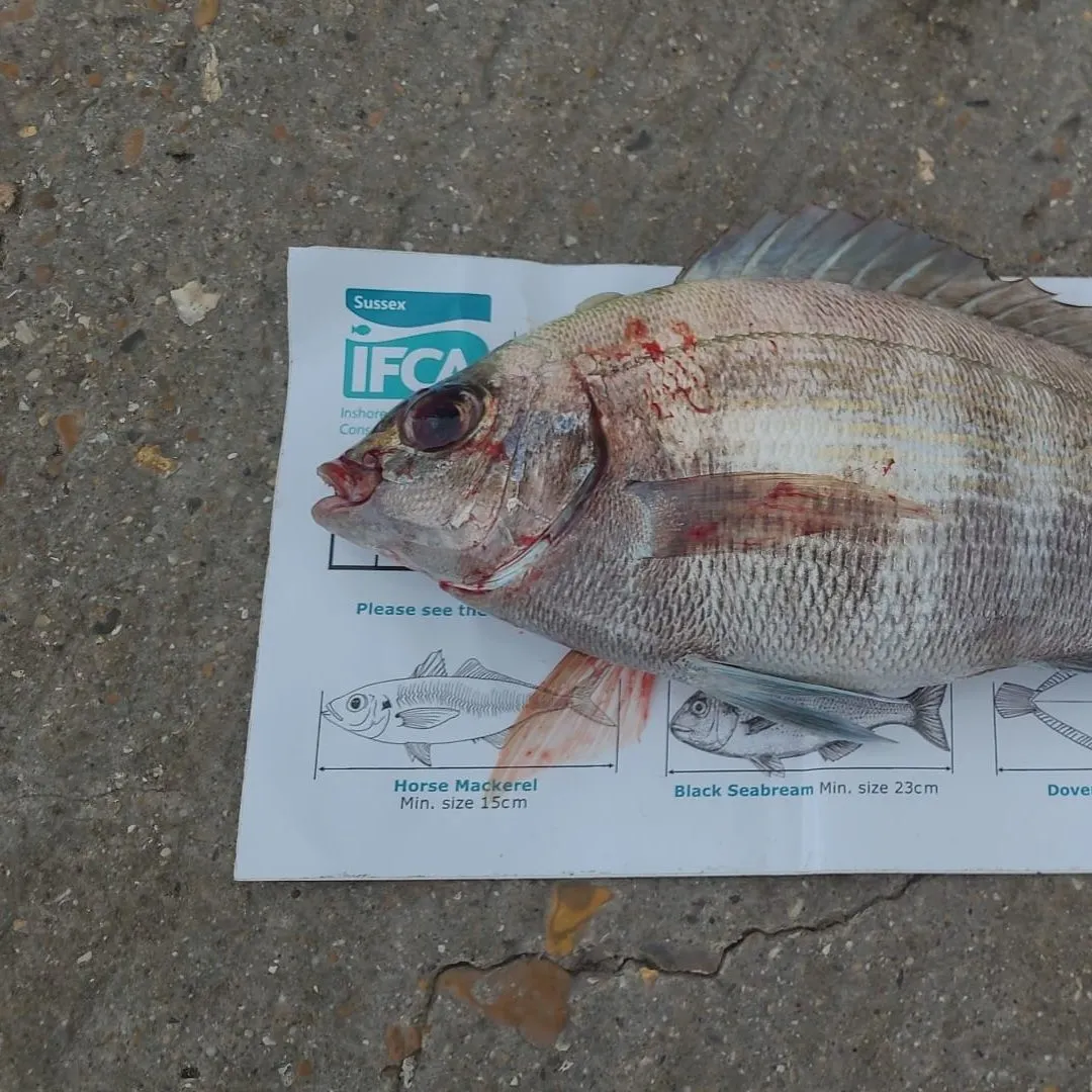 The most recent Black seabream catches on Fishbrain