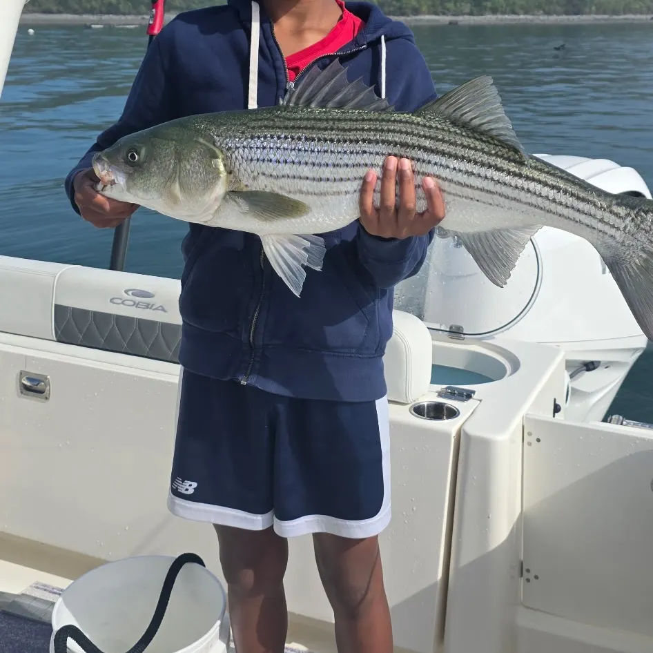 Striped bass caught on Fishbrain