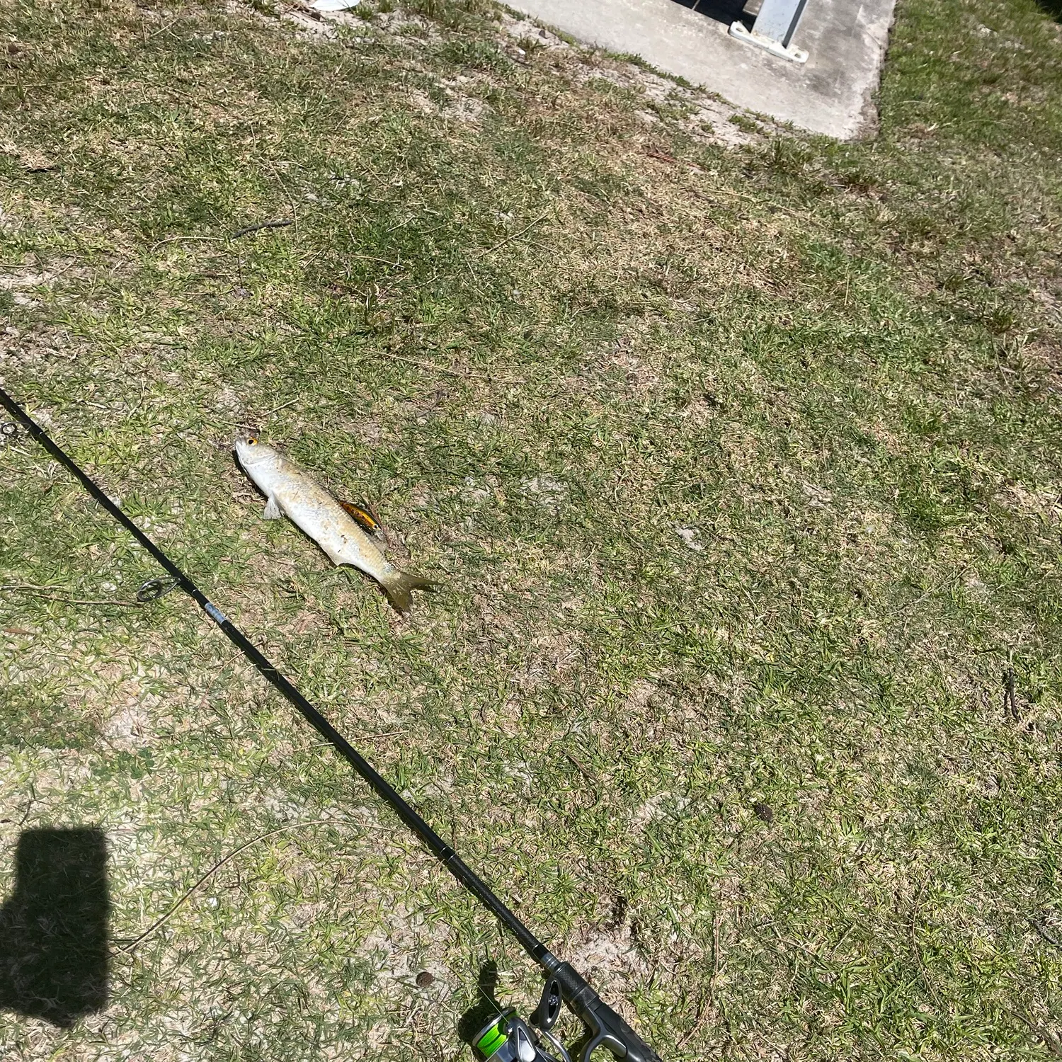 The most recent Yellow-eye mullet catches on Fishbrain
