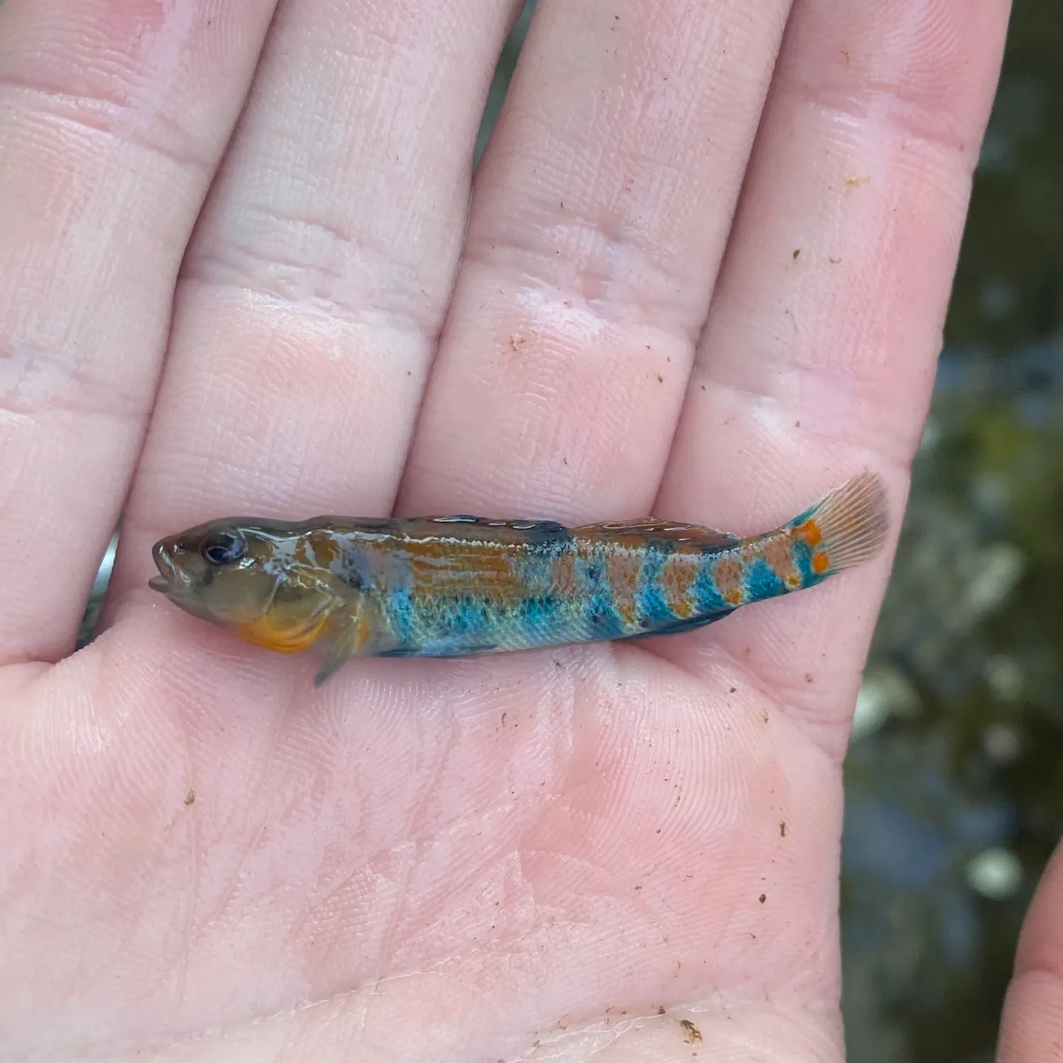 The most recent Orangethroat darter catches on Fishbrain