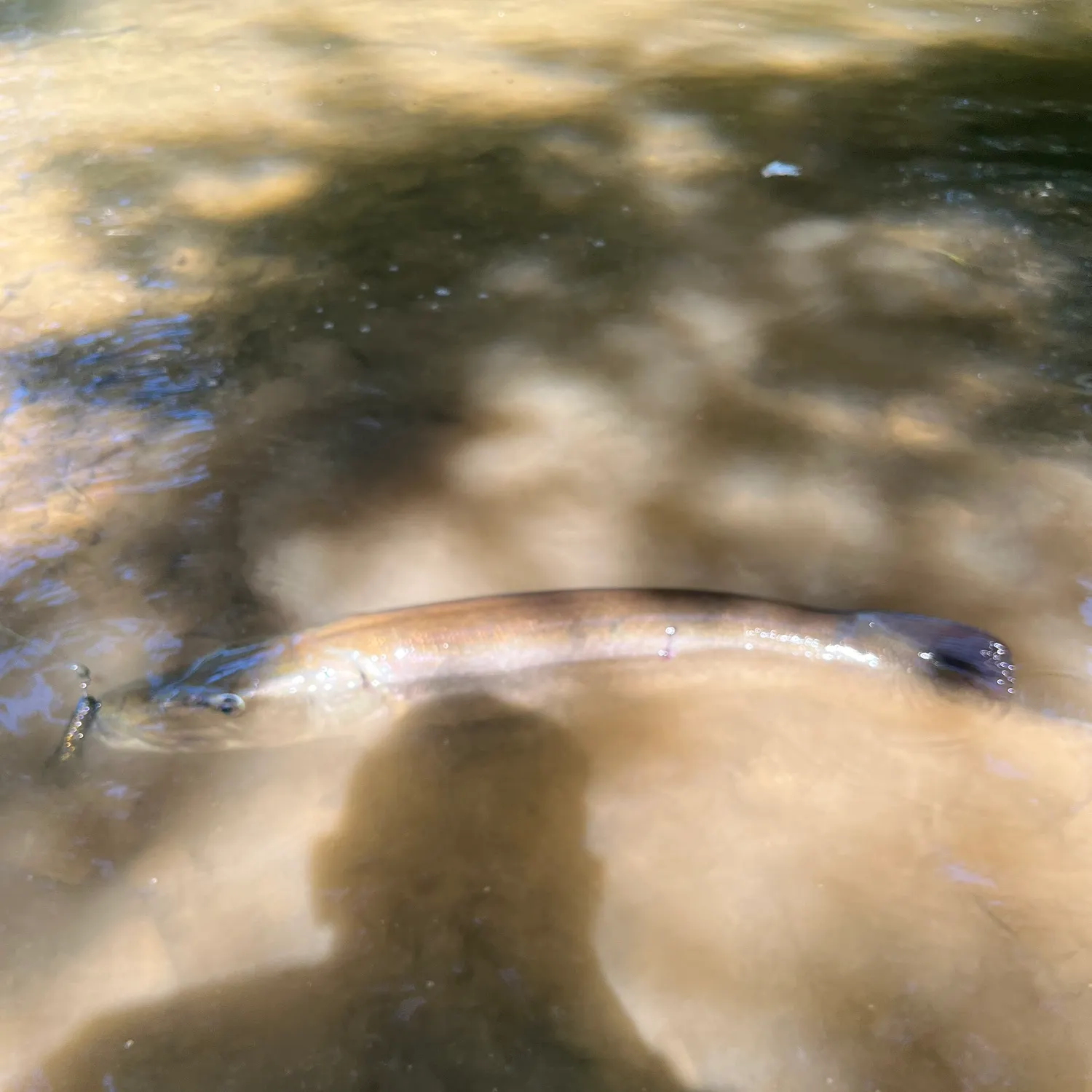 Muskie caught on Fishbrain
