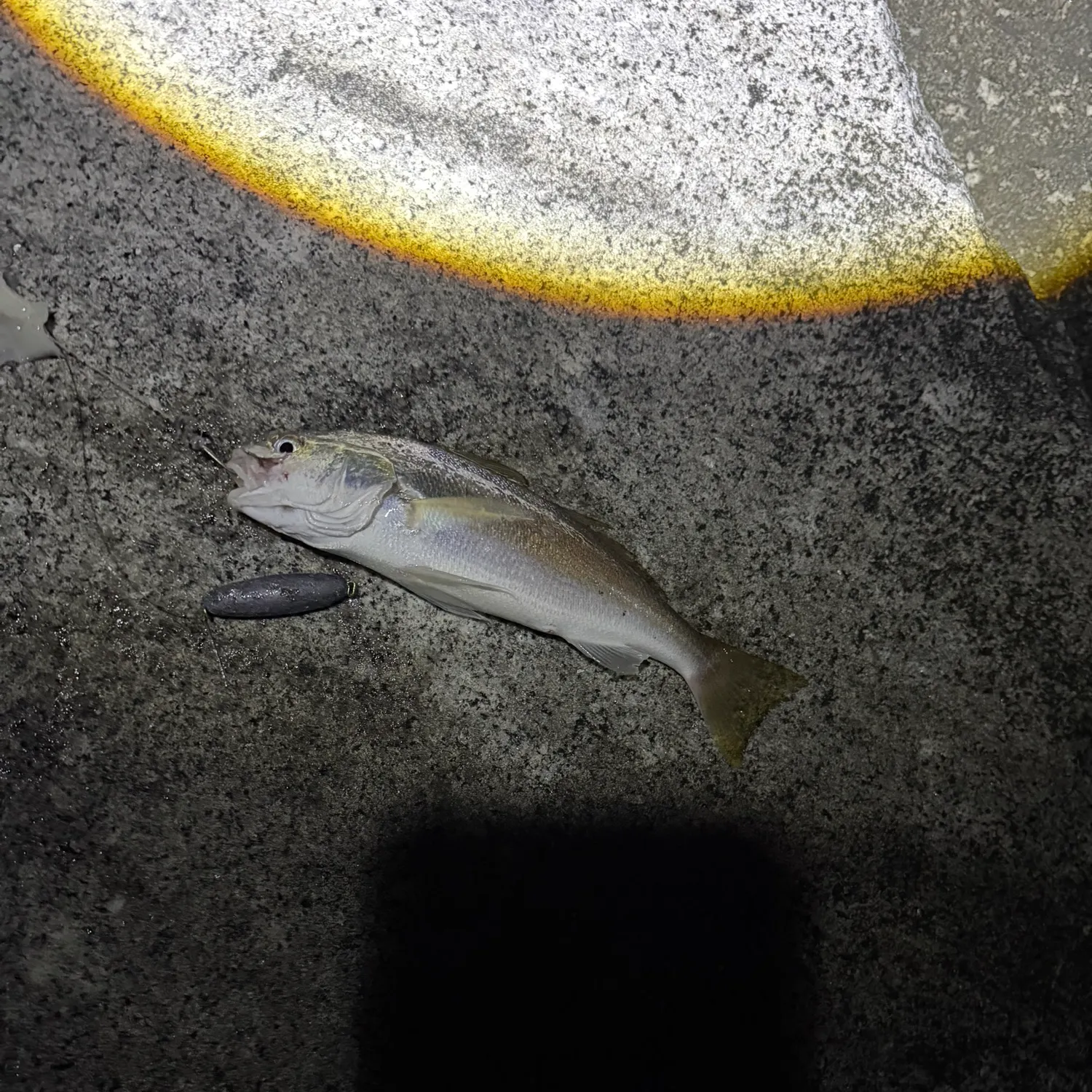 Yellowfin croaker caught on Fishbrain