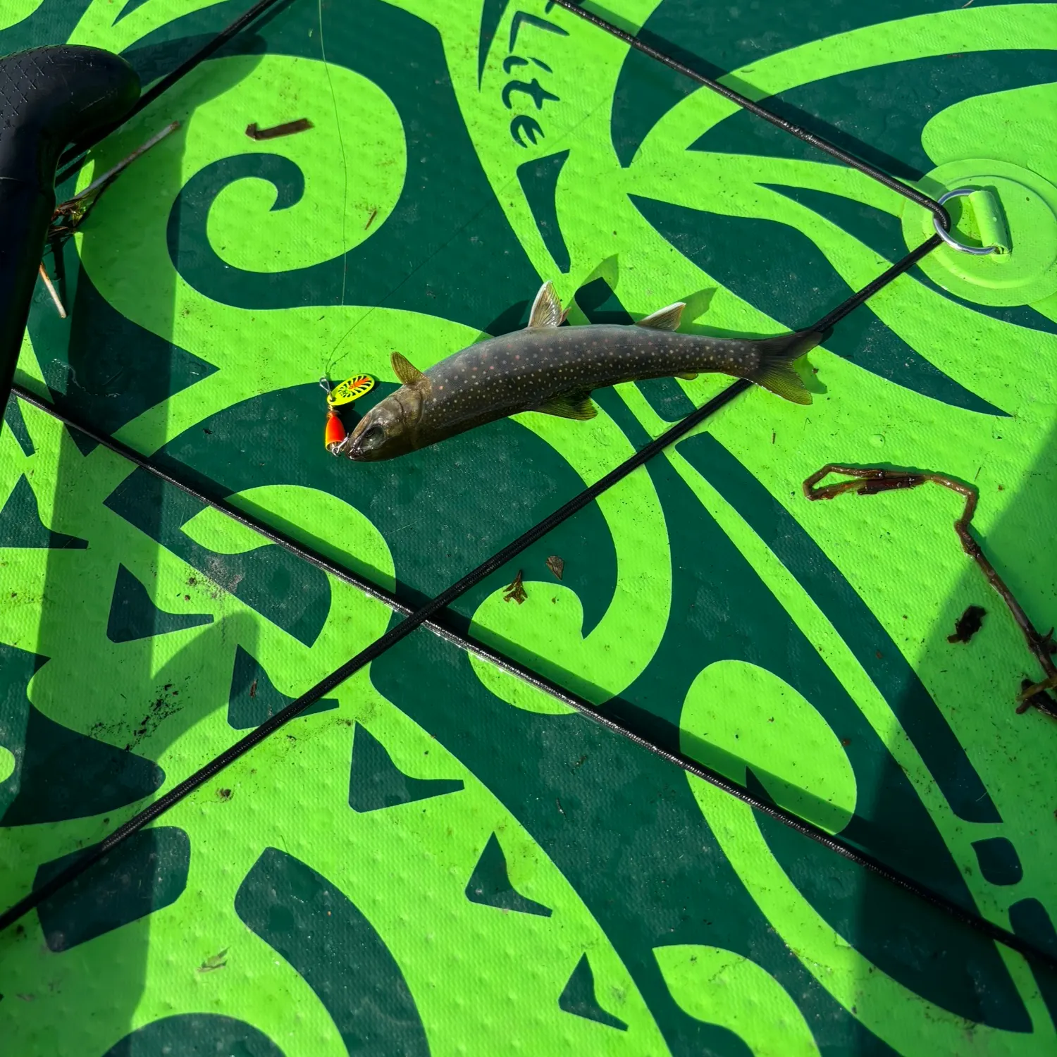 Dolly varden caught on Fishbrain