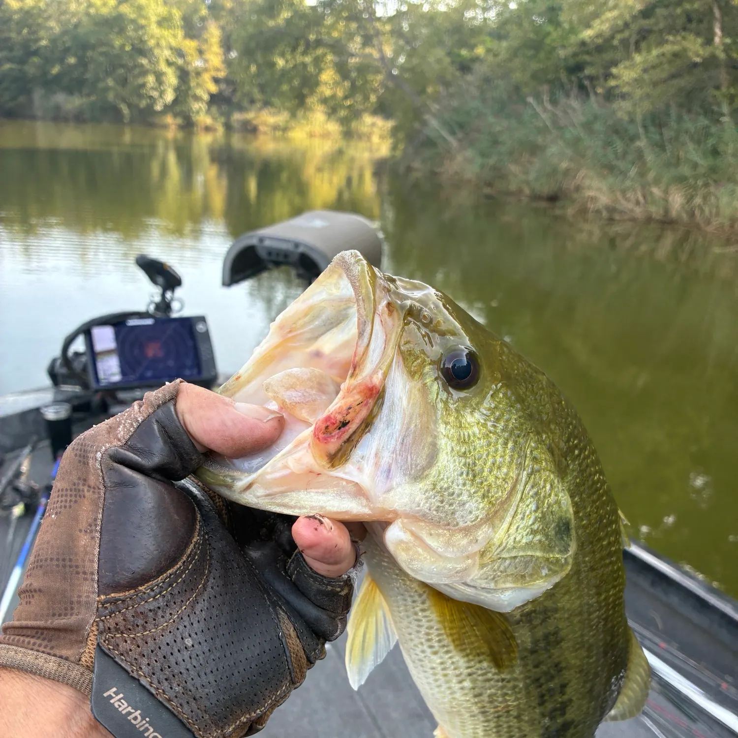 Largemouth bass caught on Fishbrain