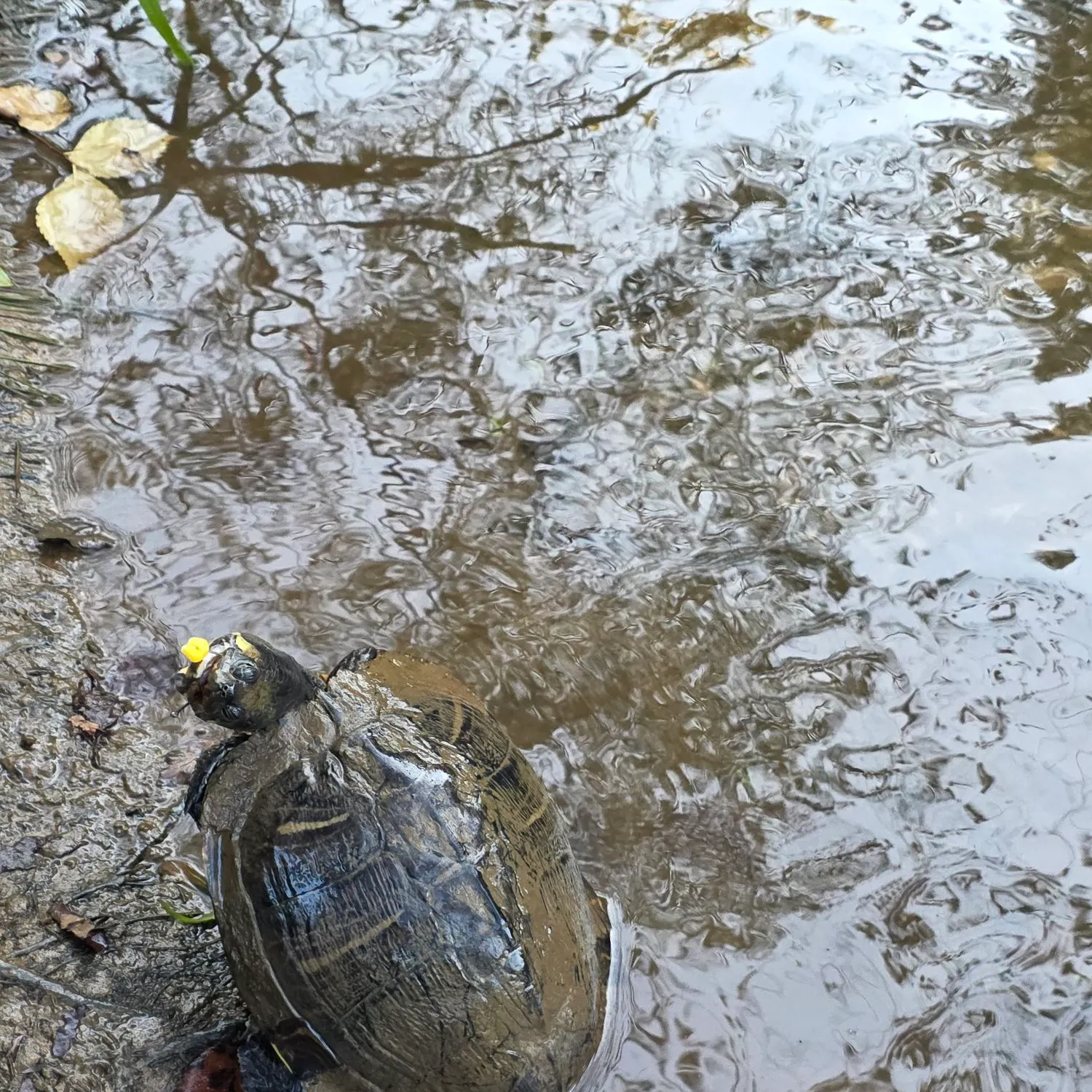 The most recent River cooter turtle catches on Fishbrain