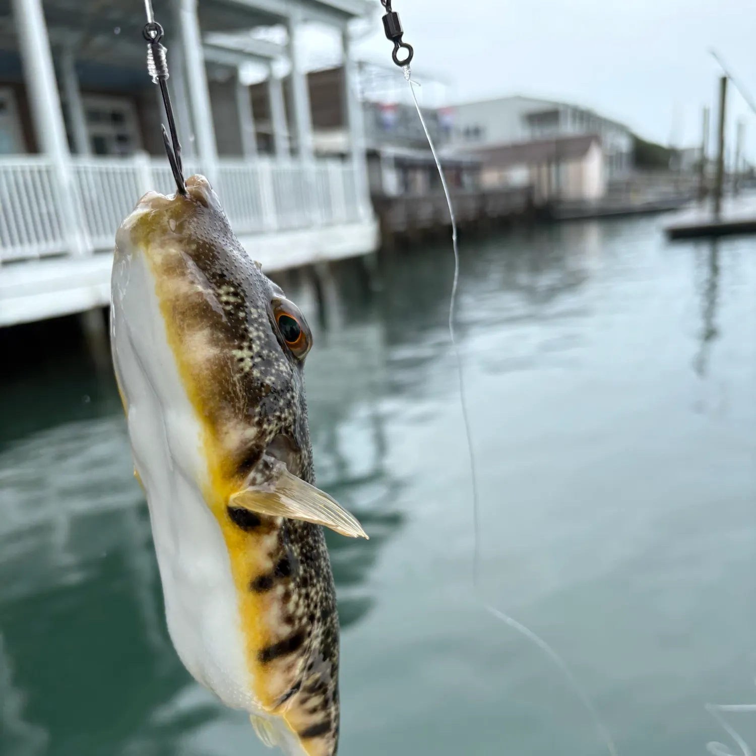 Northern puffer caught on Fishbrain