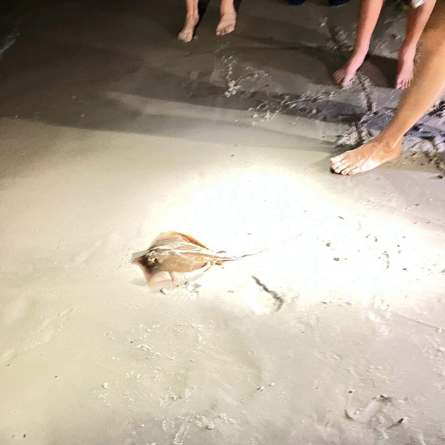Common stingray caught on Fishbrain