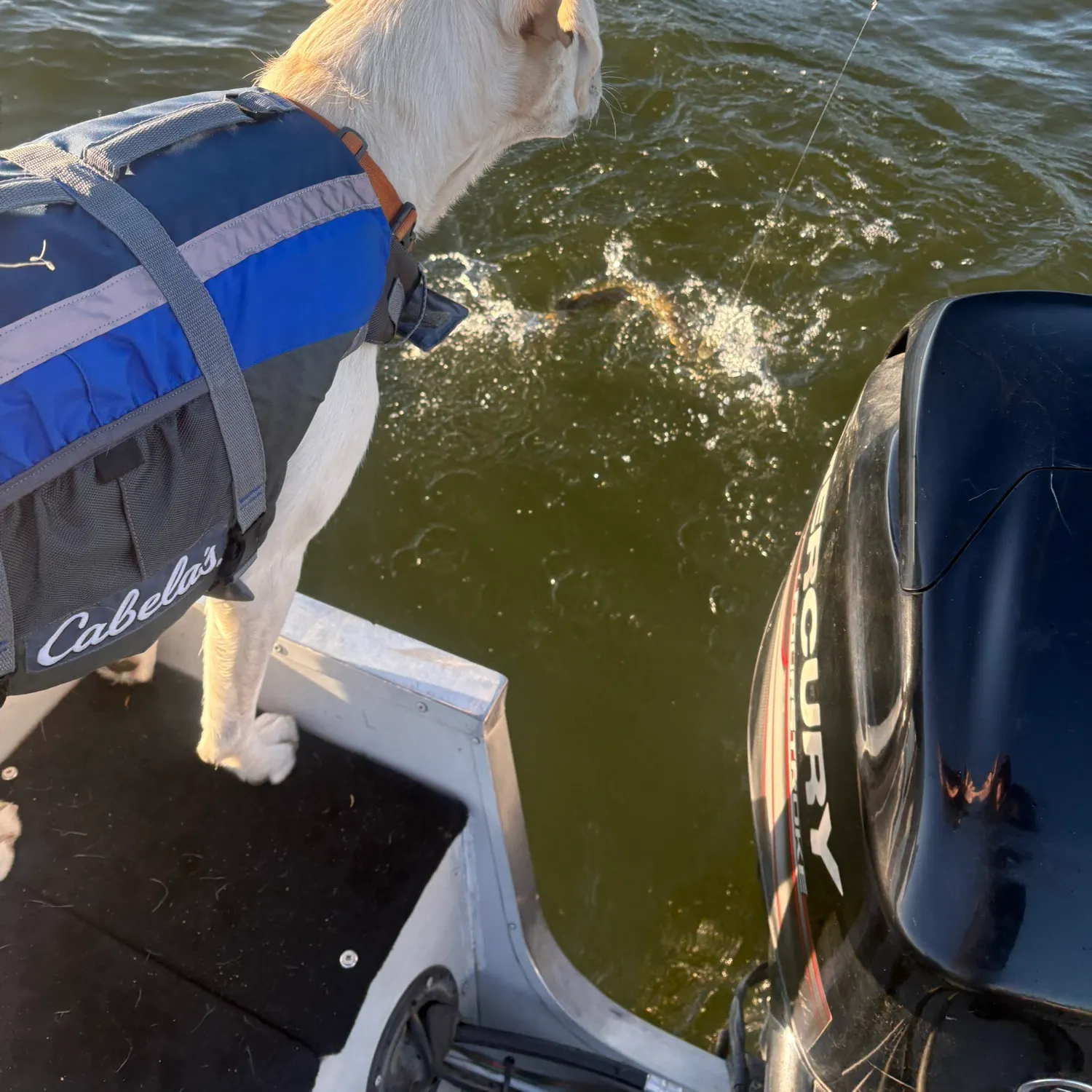 Northern pike caught on Fishbrain