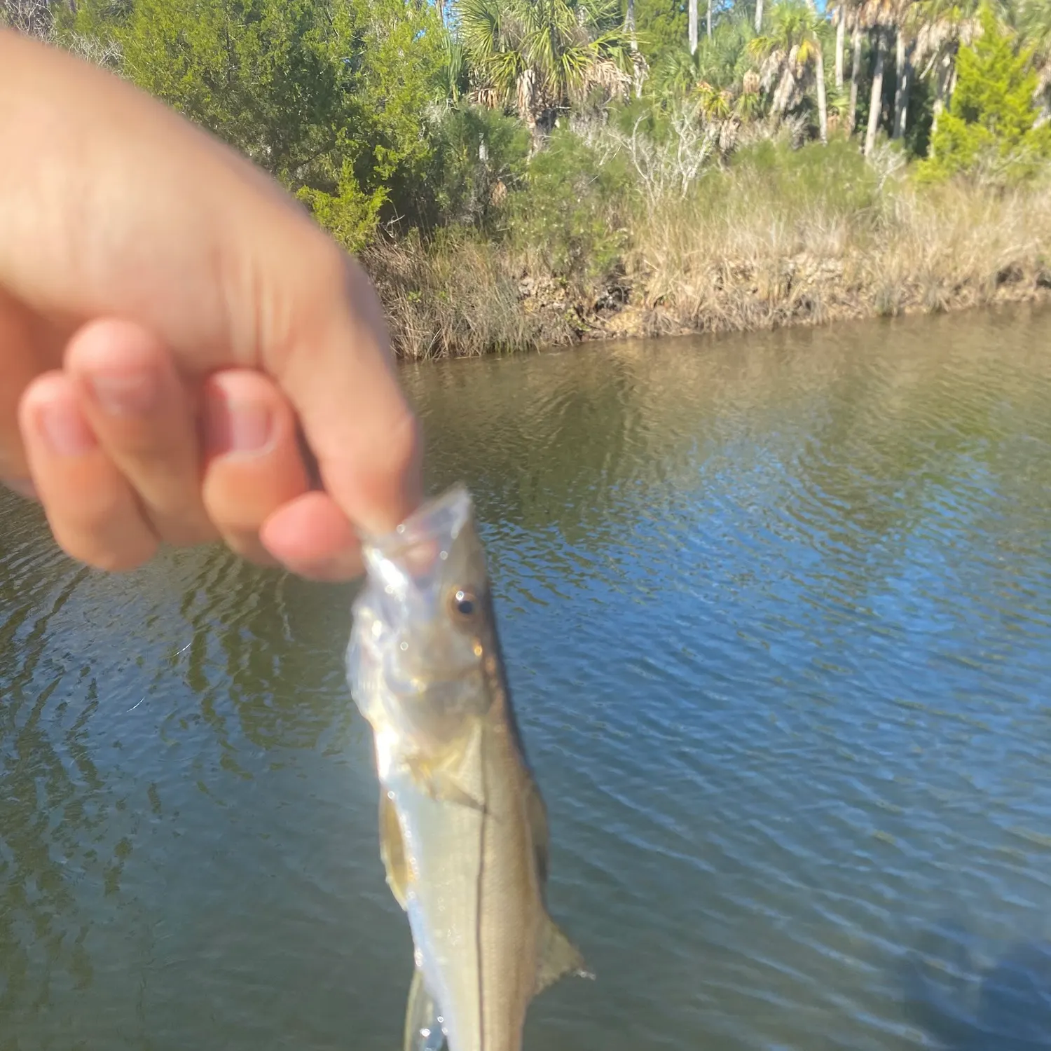 The most recent Tarpon Snook catches on Fishbrain