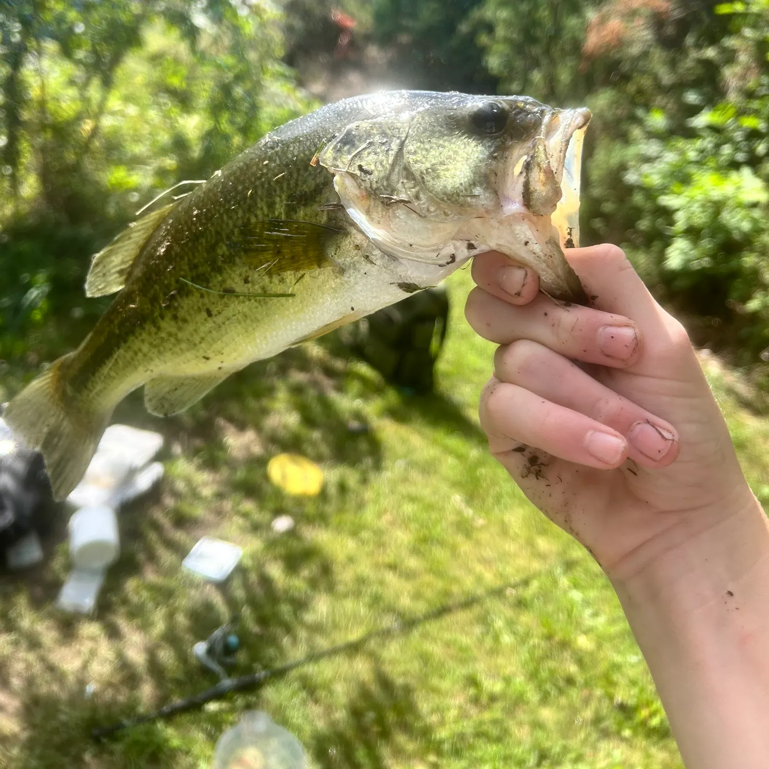 Largemouth bass caught on Fishbrain