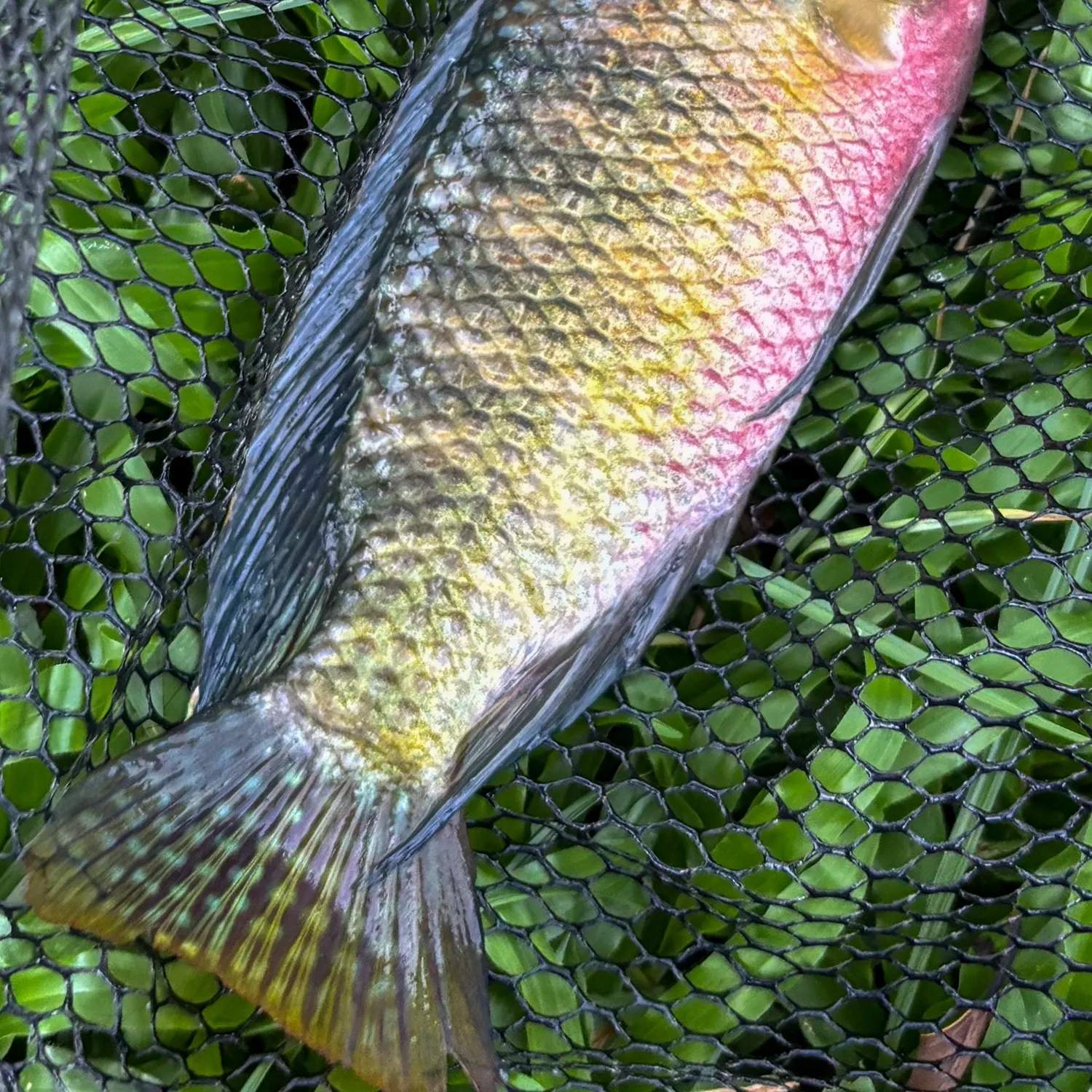 The most recent Redbelly tilapia catches on Fishbrain