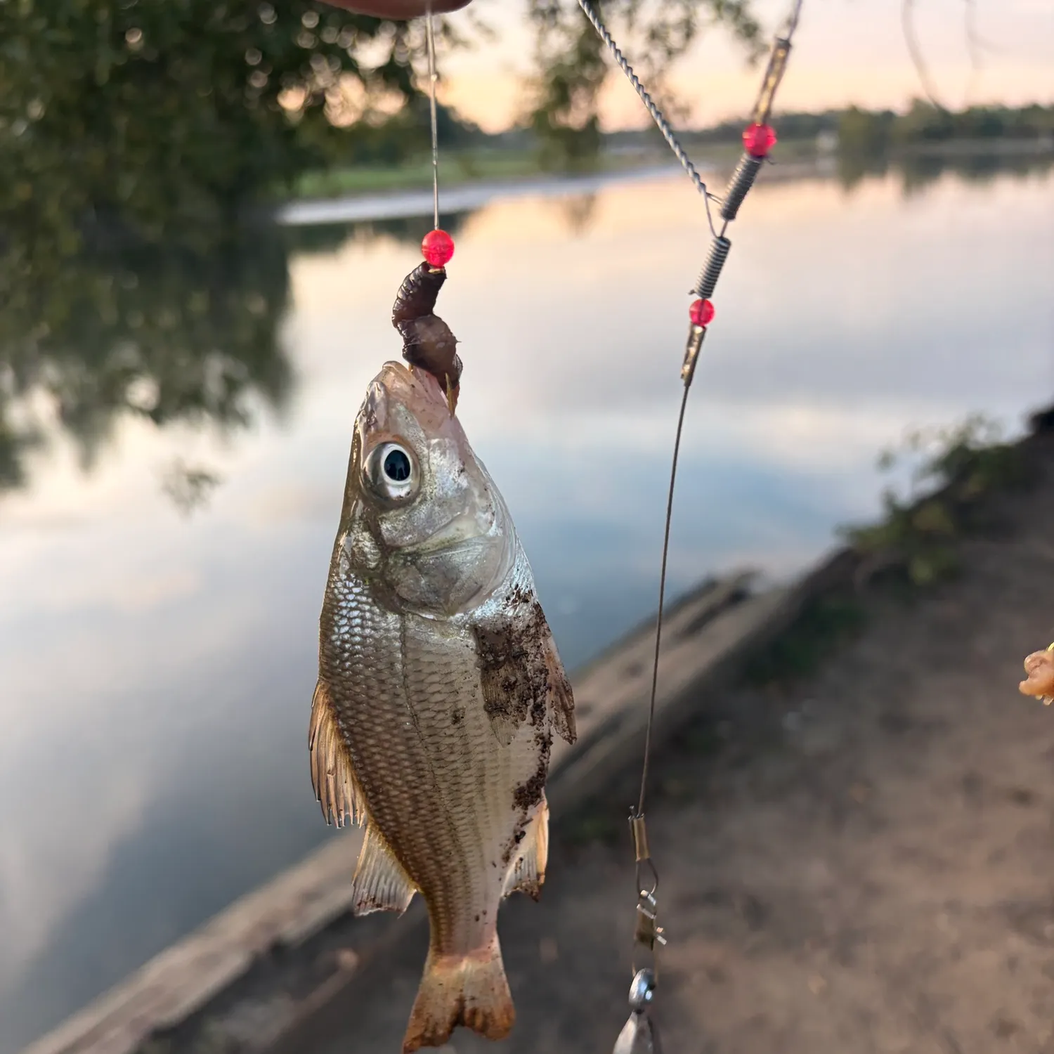 White perch caught on Fishbrain