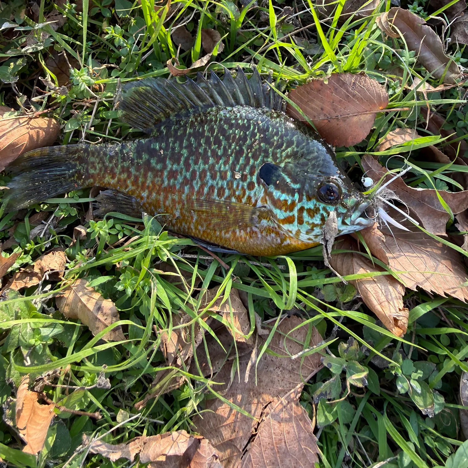 The most recent Greengill hybrid catches on Fishbrain