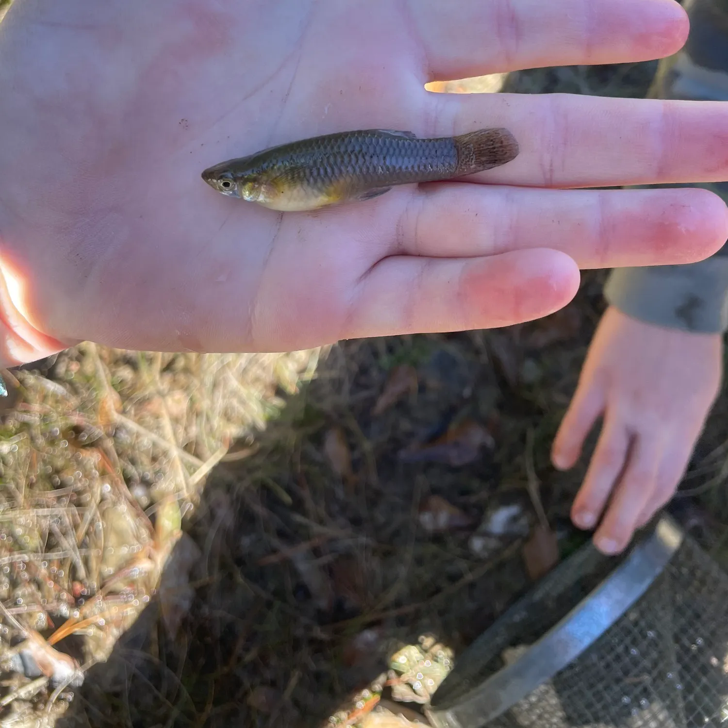 The most recent Eastern mosquitofish catches on Fishbrain