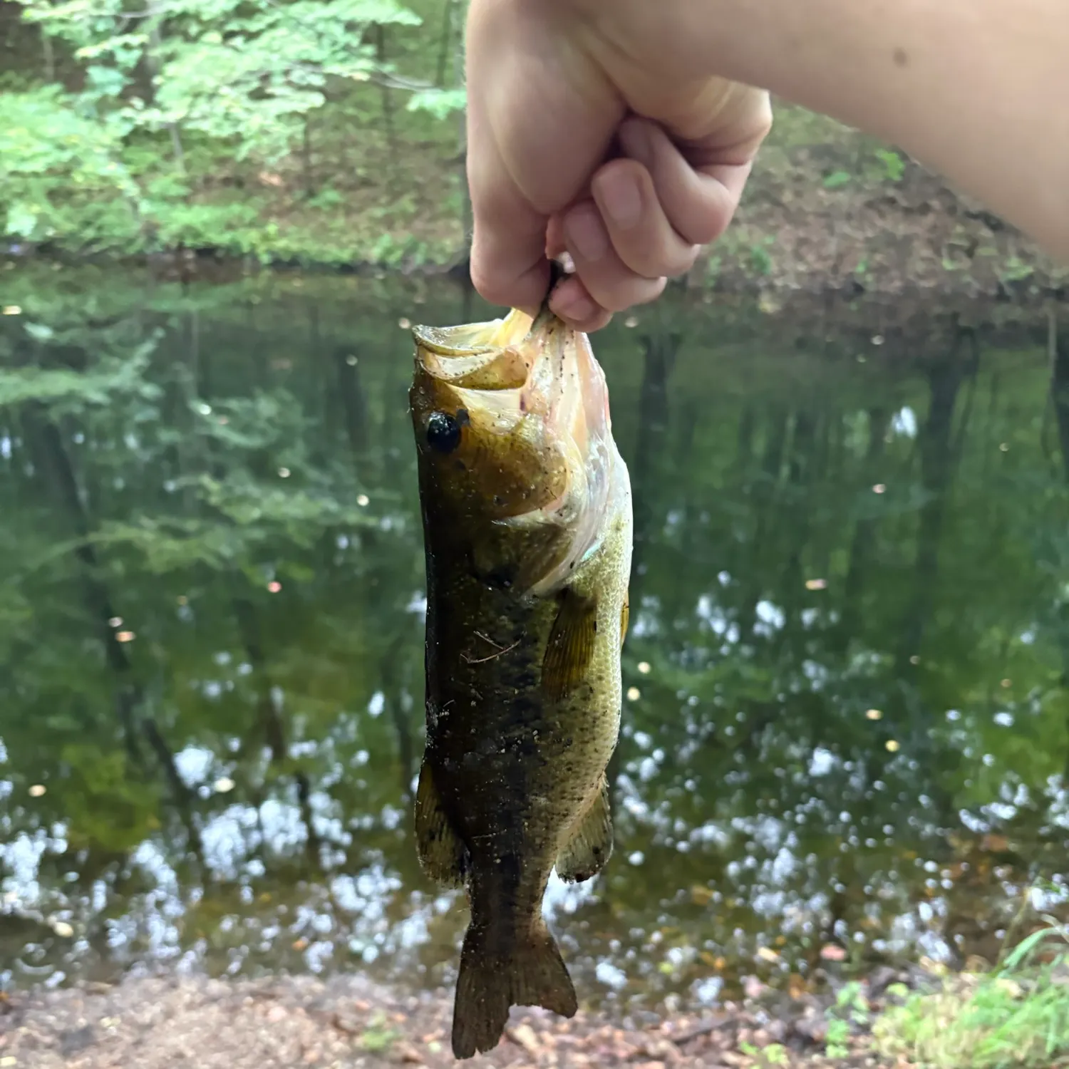 Fish caught on Fishbrain