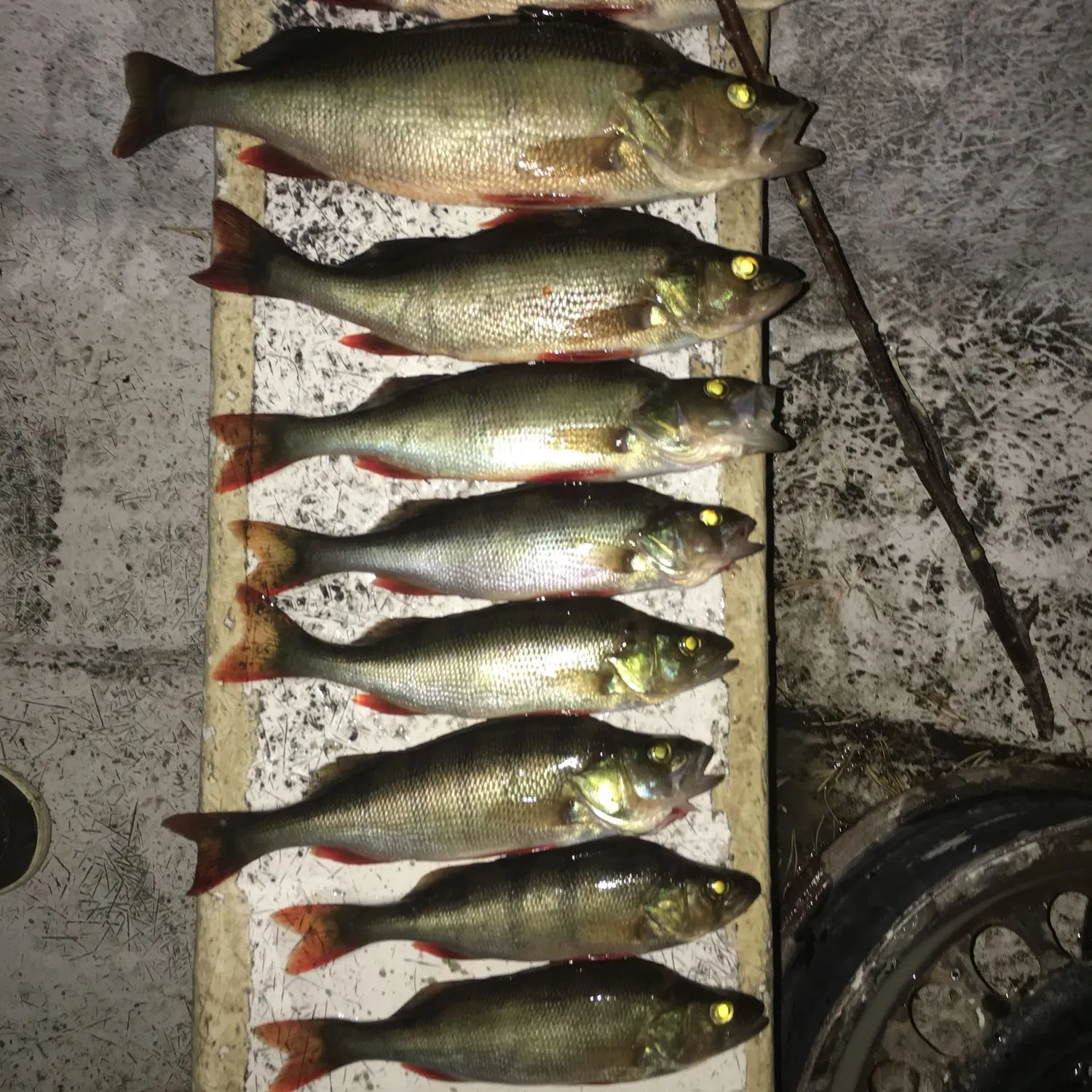recently logged catches