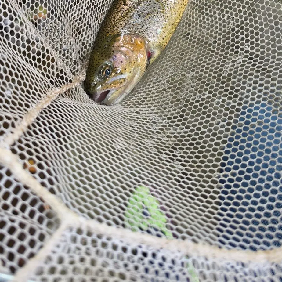 Rainbow trout caught on Fishbrain