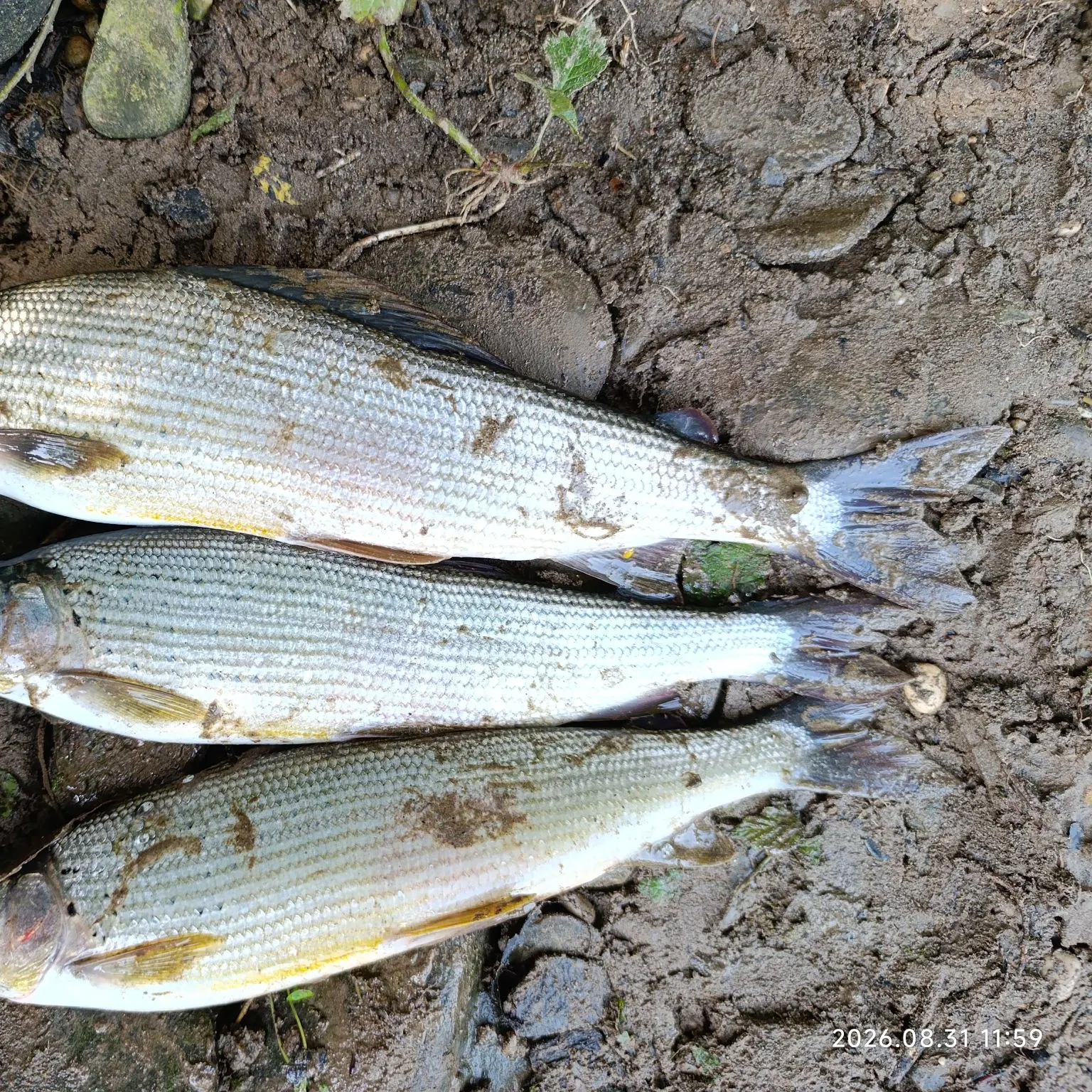 European grayling caught on Fishbrain