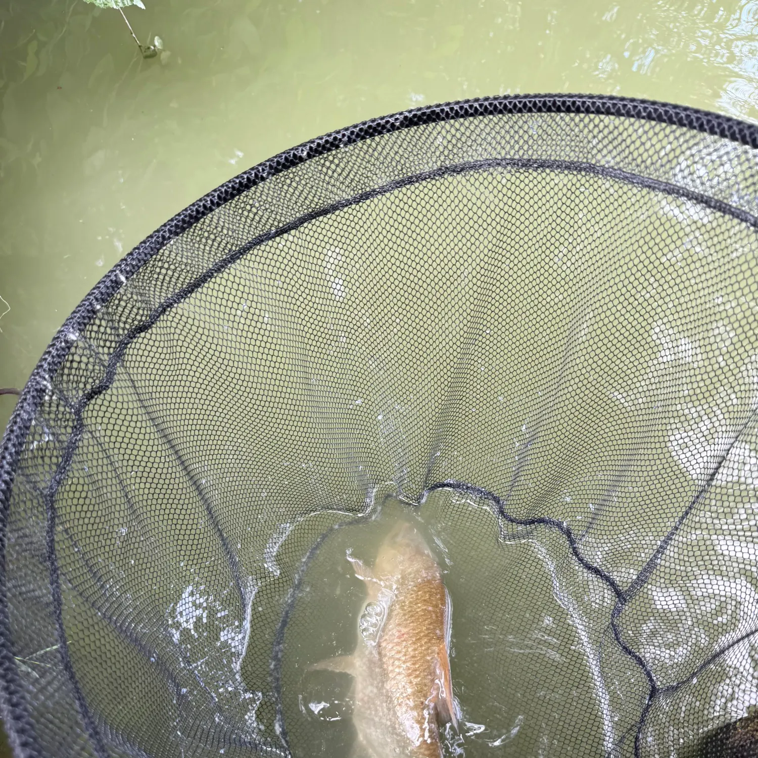 The most recent Common bream catches on Fishbrain