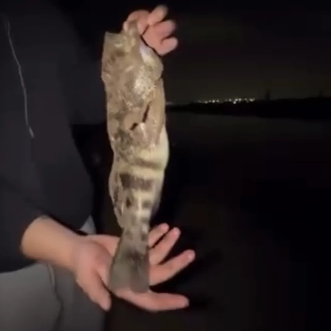 Spotted sand bass caught on Fishbrain
