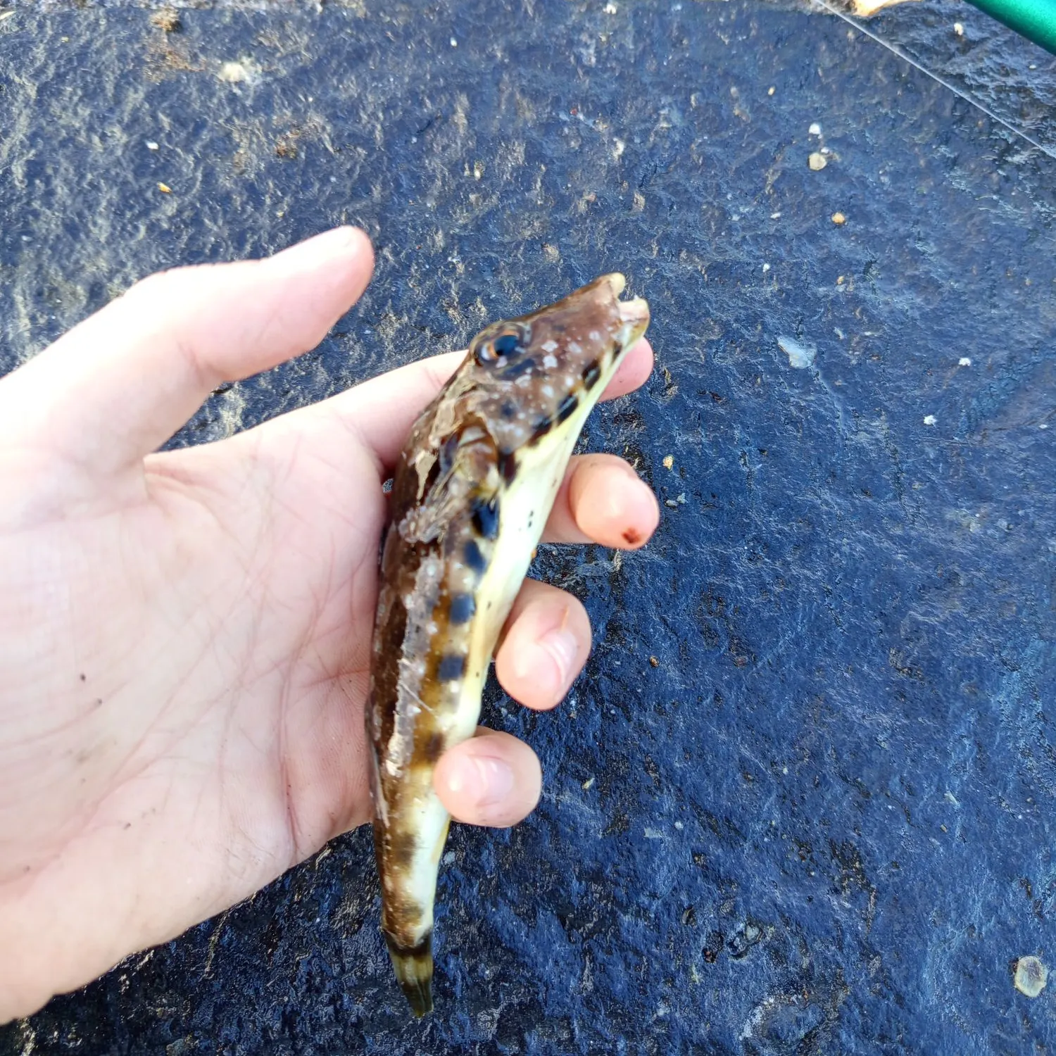 The most recent Half-smooth golden pufferfish catches on Fishbrain