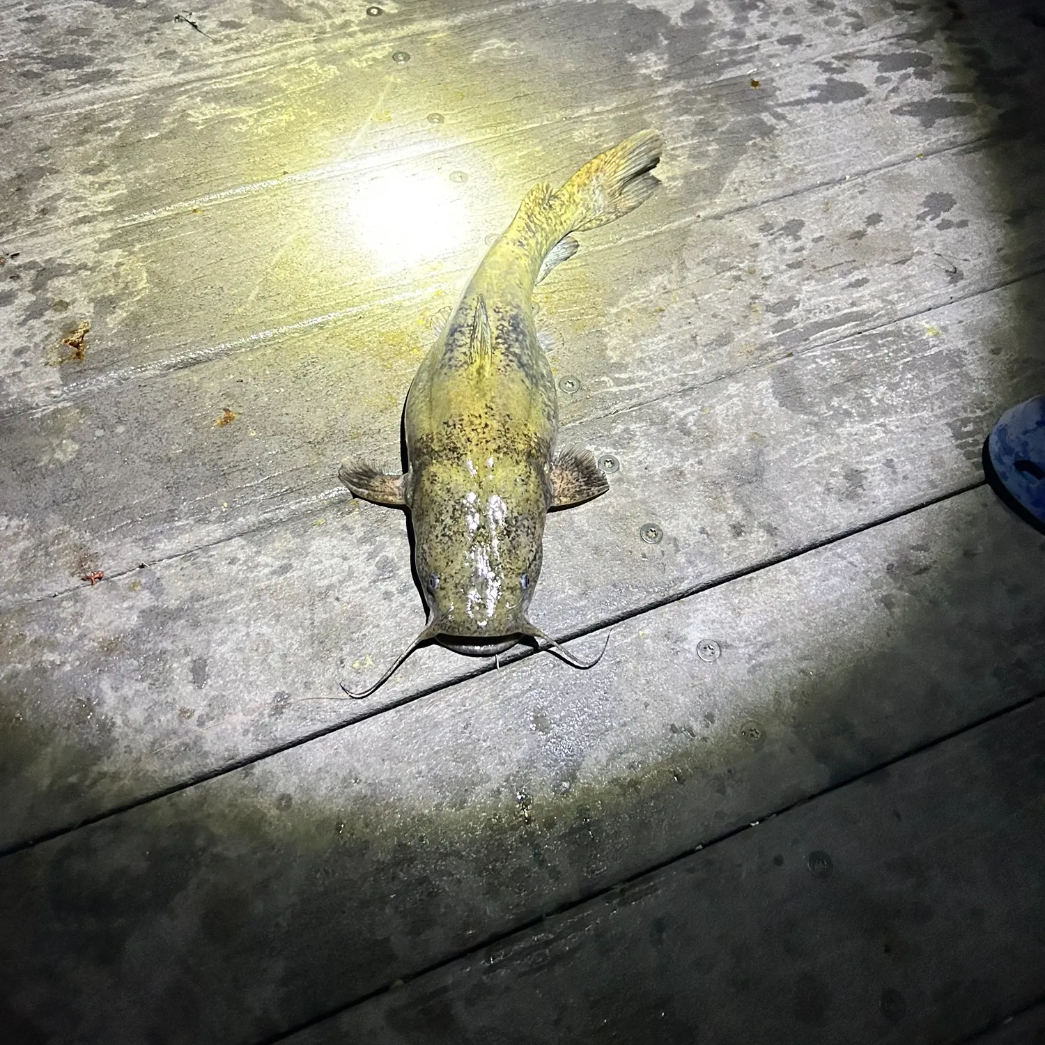 Flathead catfish caught on Fishbrain