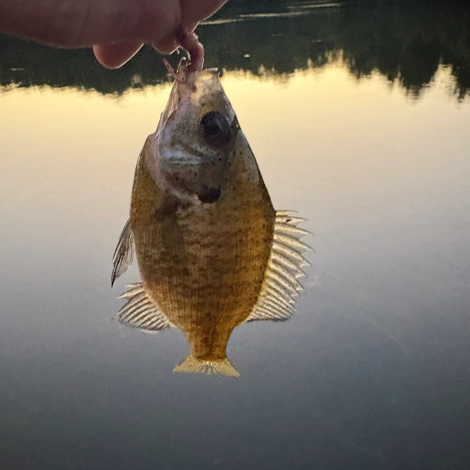Bluegill caught on Fishbrain