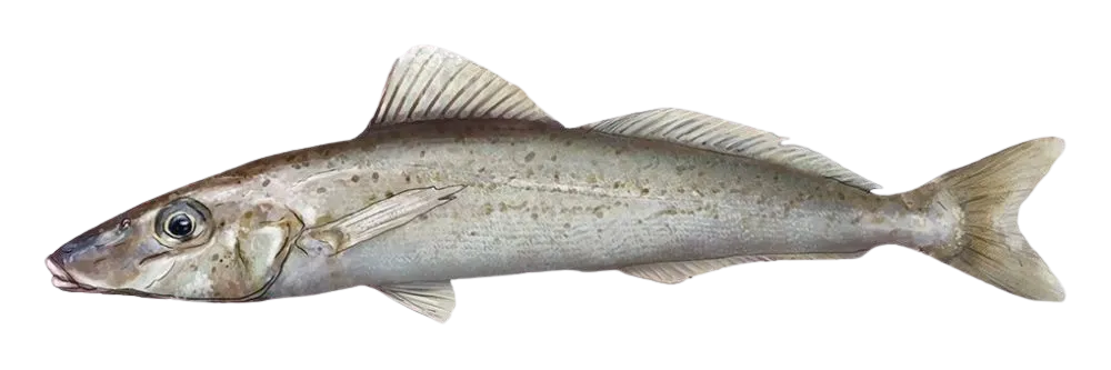 King George whiting