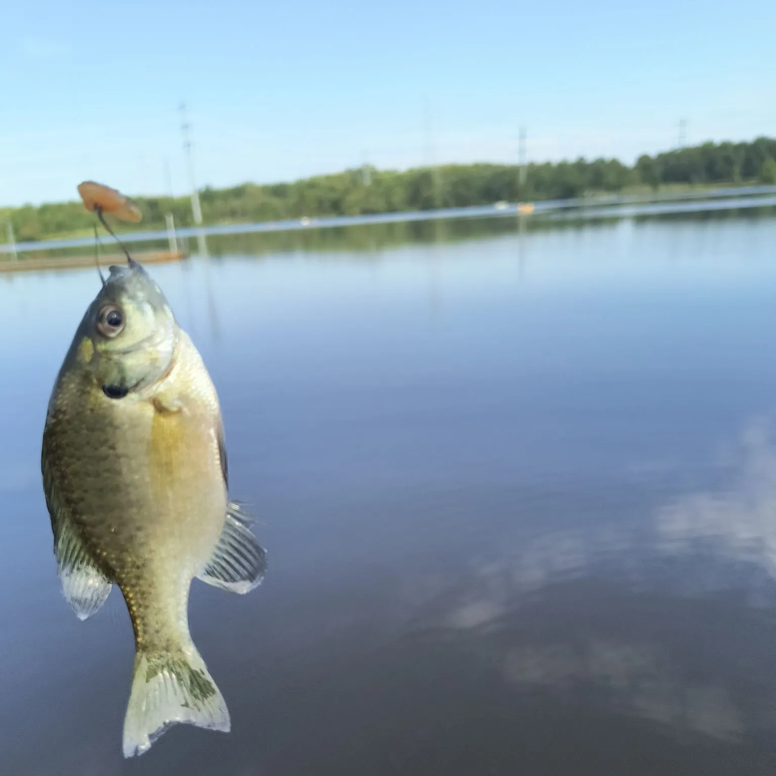 Bluegill caught on Fishbrain