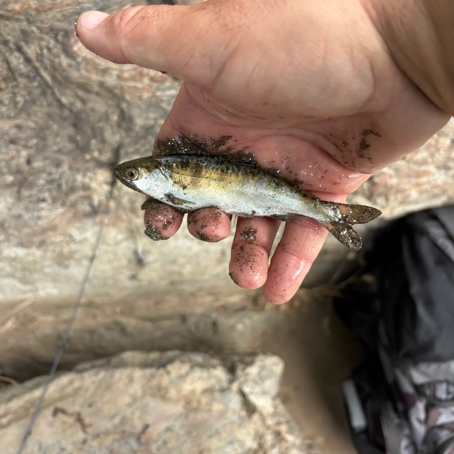 The most recent Common logperch catches on Fishbrain