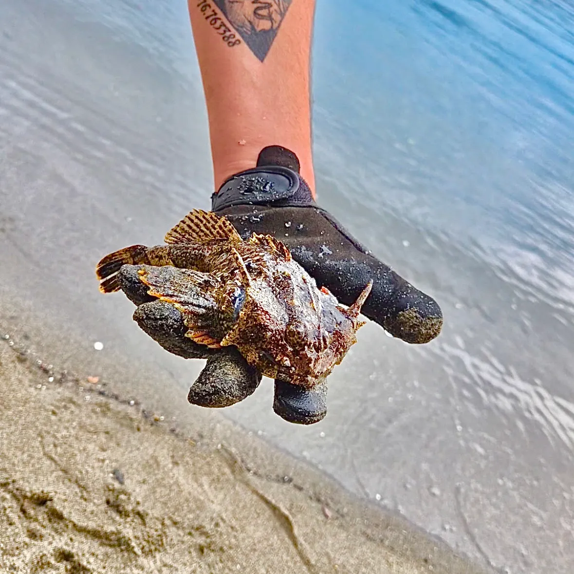 The most recent Buffalo sculpin catches on Fishbrain