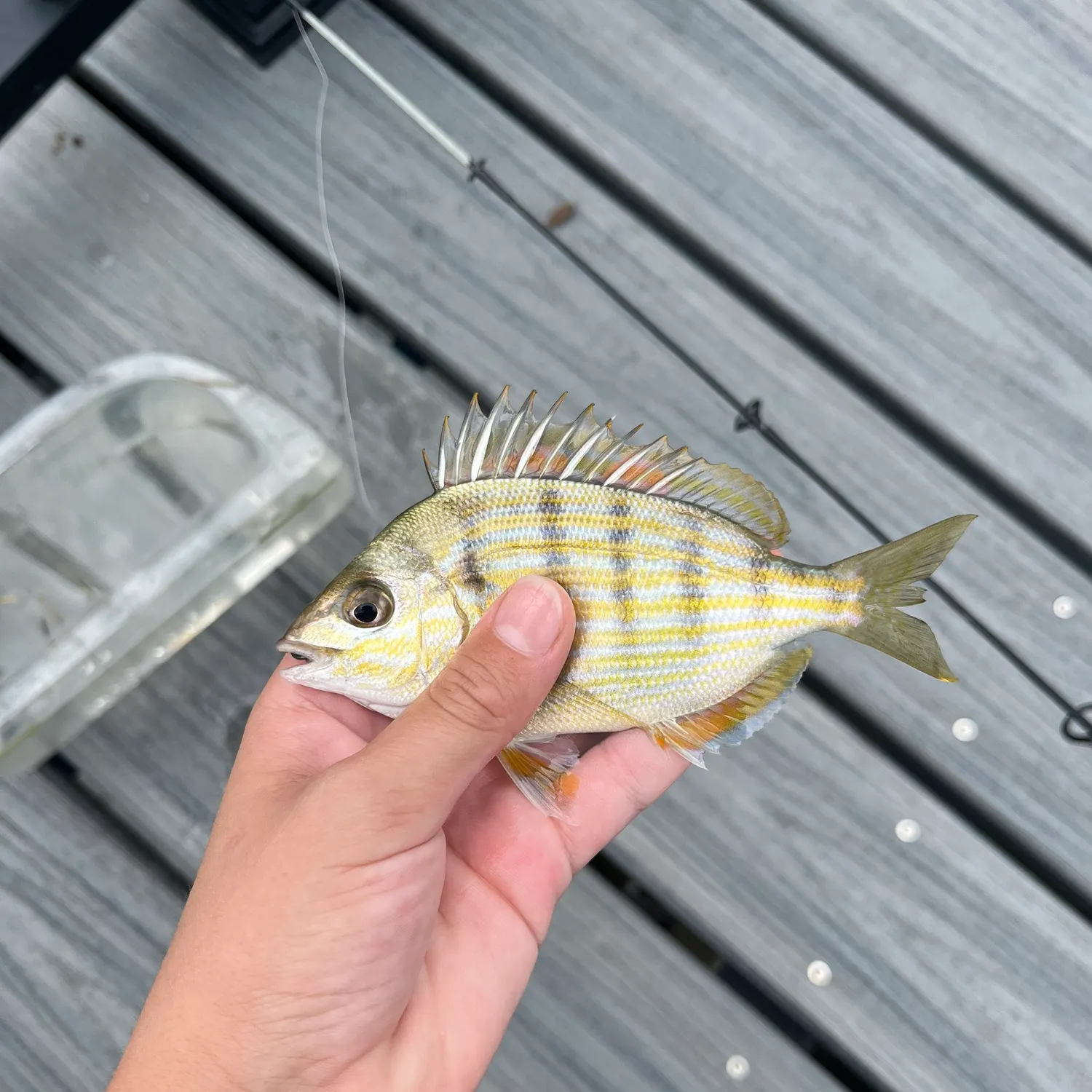 Pinfish caught on Fishbrain