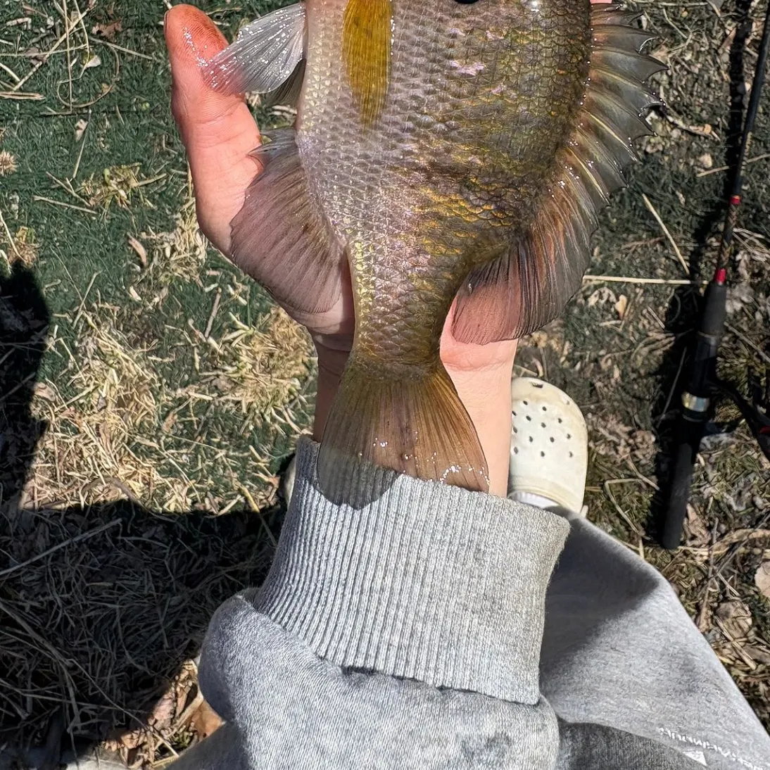 The most recent Pumpkinseed x green sunfish catches on Fishbrain