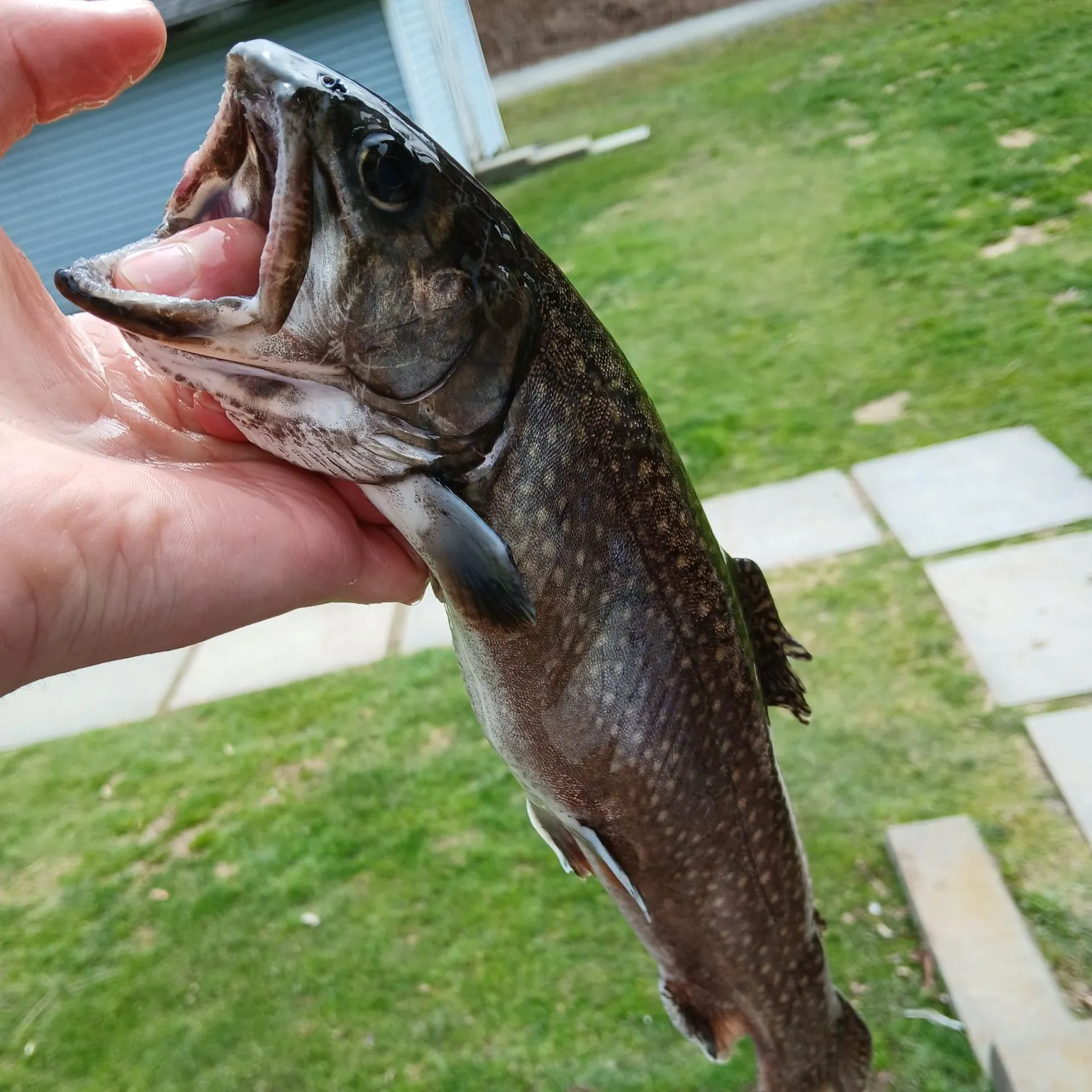 Brook trout caught on Fishbrain