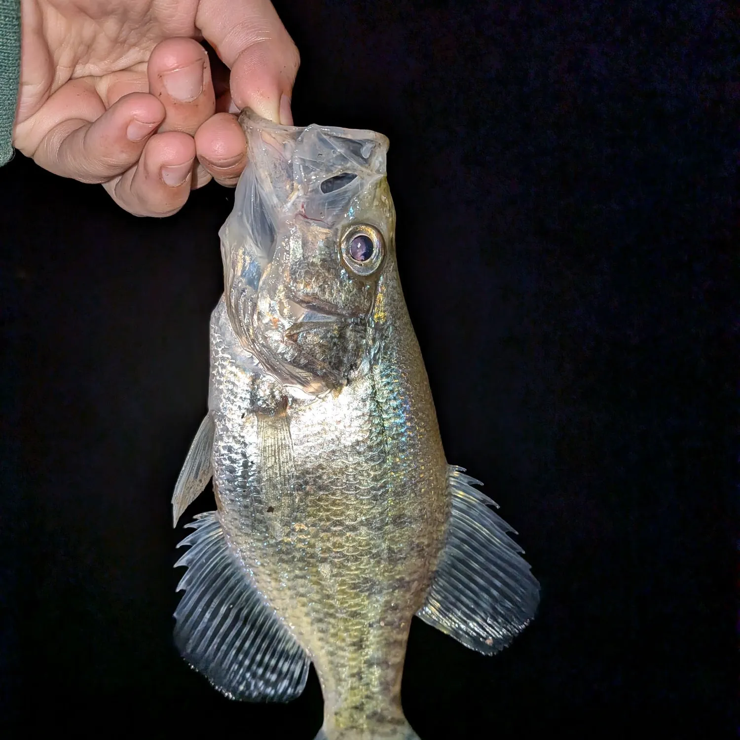 White crappie caught on Fishbrain