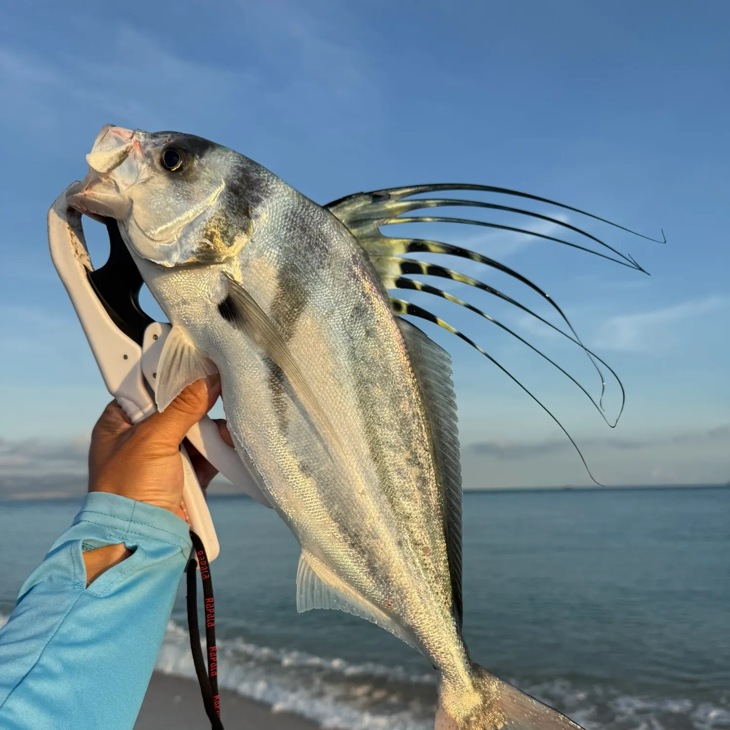 The most recent Roosterfish catches on Fishbrain