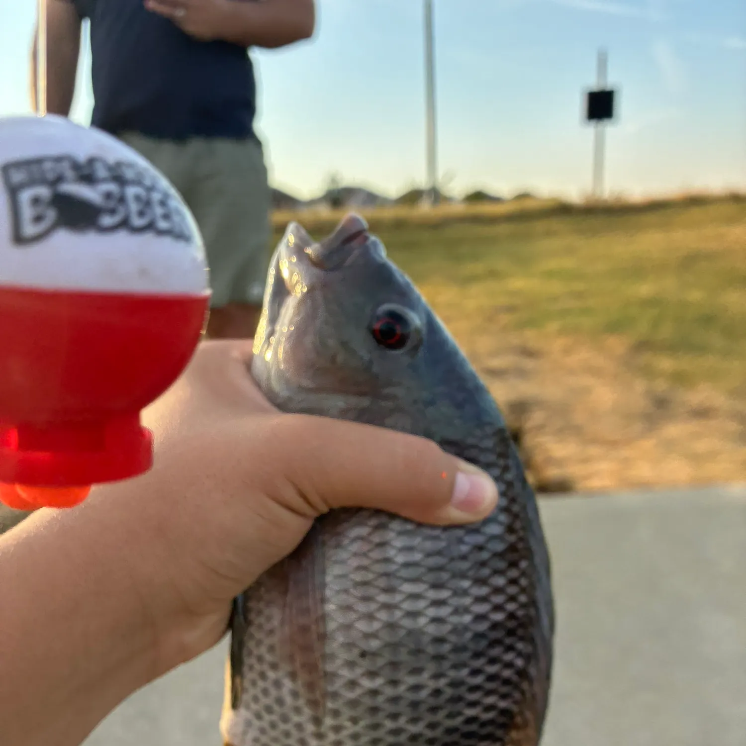 Nile tilapia caught on Fishbrain